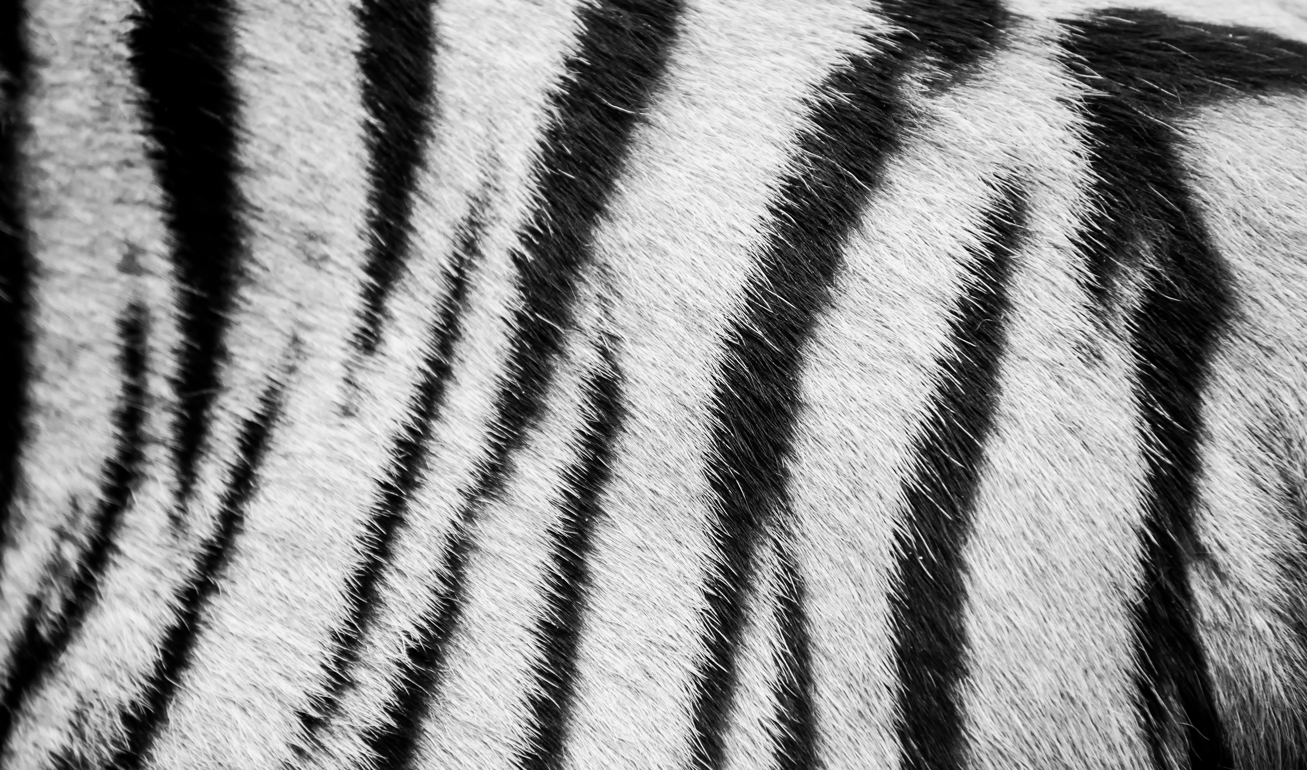 WildHub