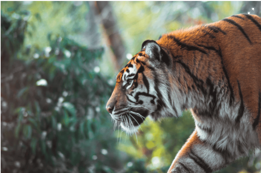 Conservation Creator: Arvind Kumar Chaurasia