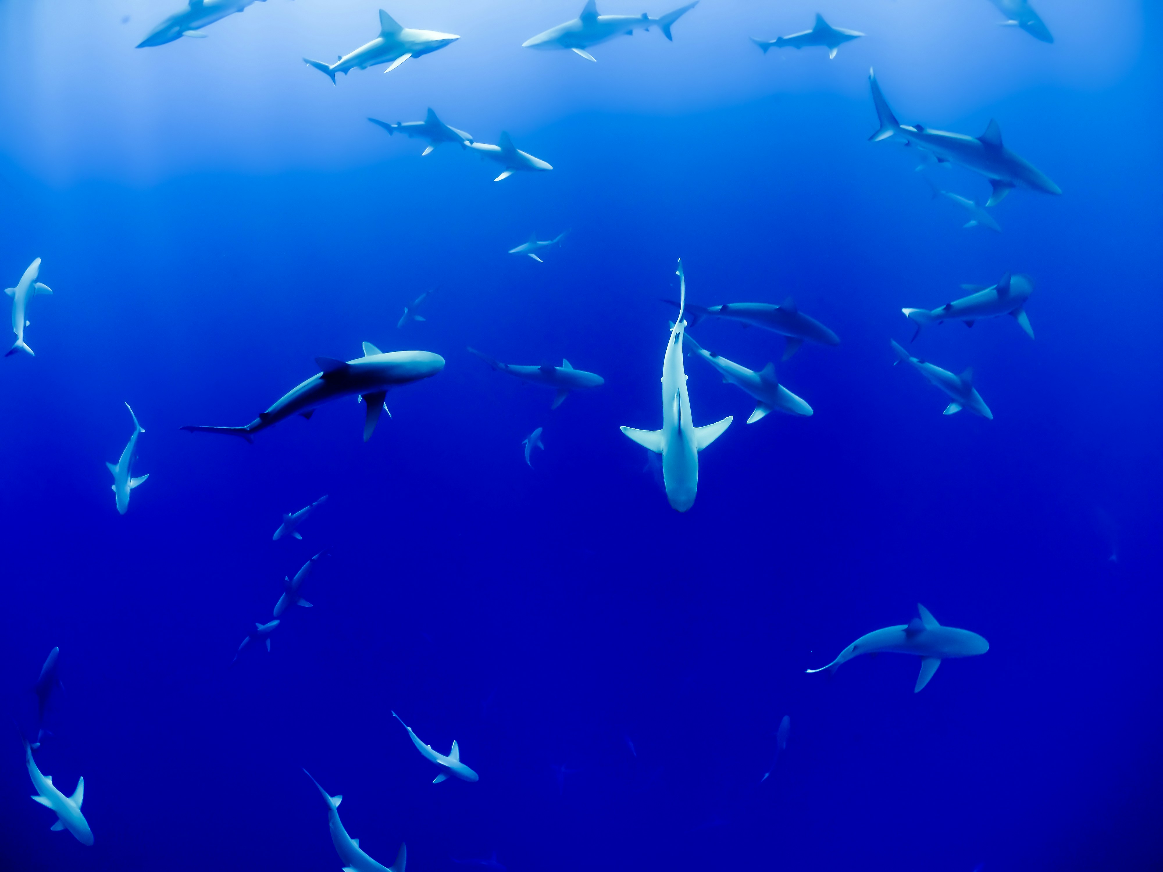 Sharks are my passion