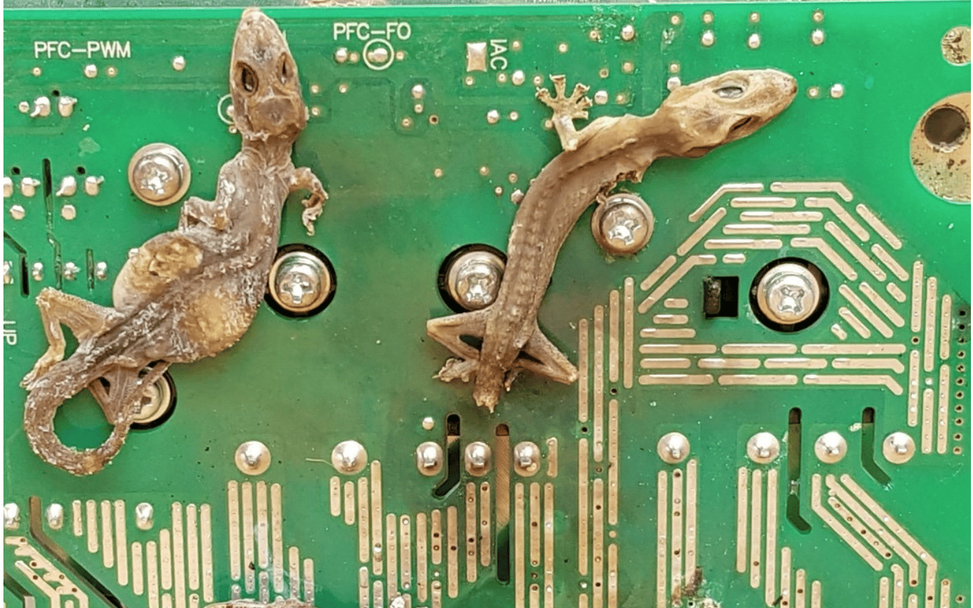 Massacre on the motherboard: The Impact of Commensal Geckos on Electrical Infrastructure: The Case of Hemidactylus frenatus on Saipan