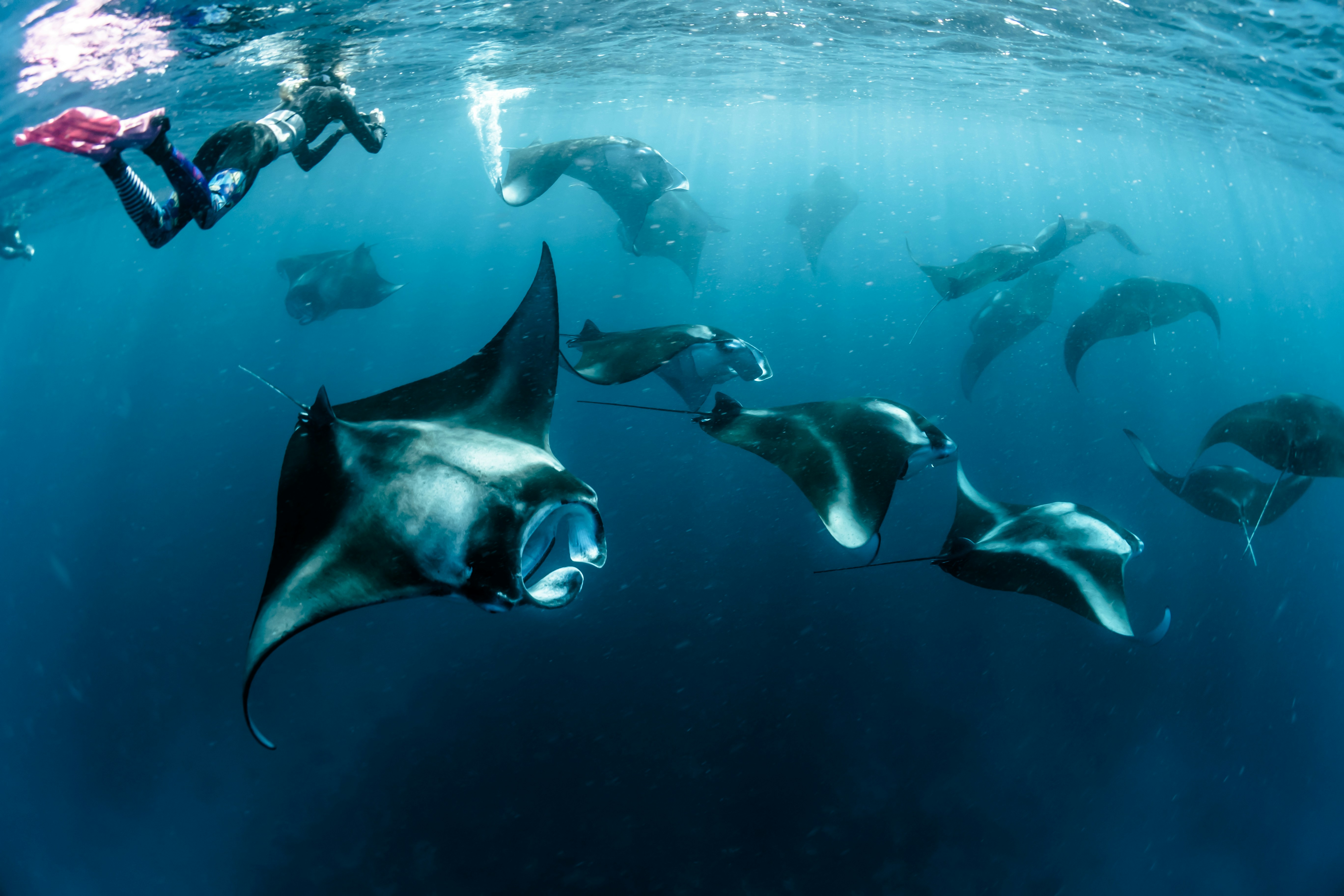 Third Manta Ray Species Mobula yarae Discovered in the Atlantic Ocean 