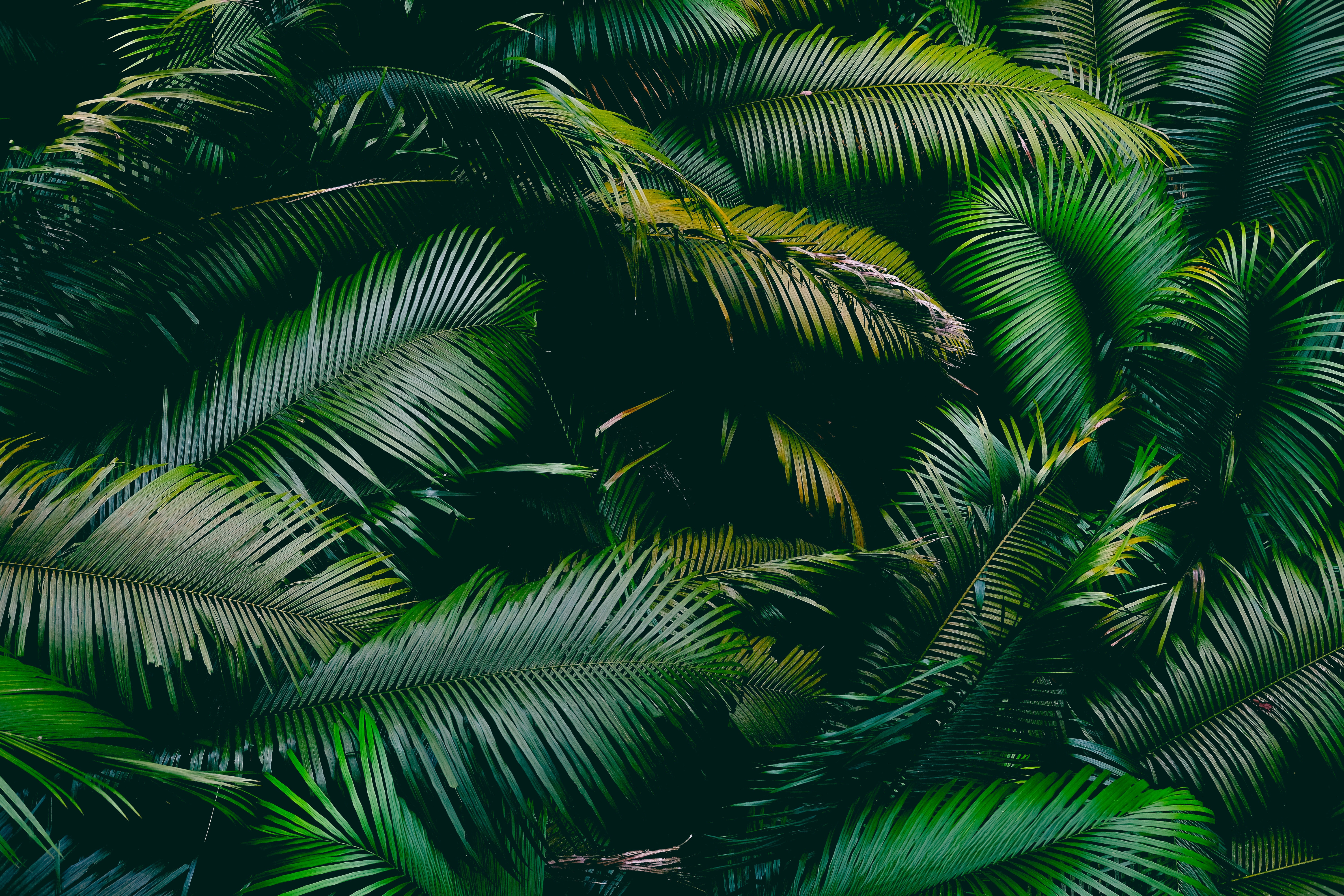 Social media Officer role with 9Trees