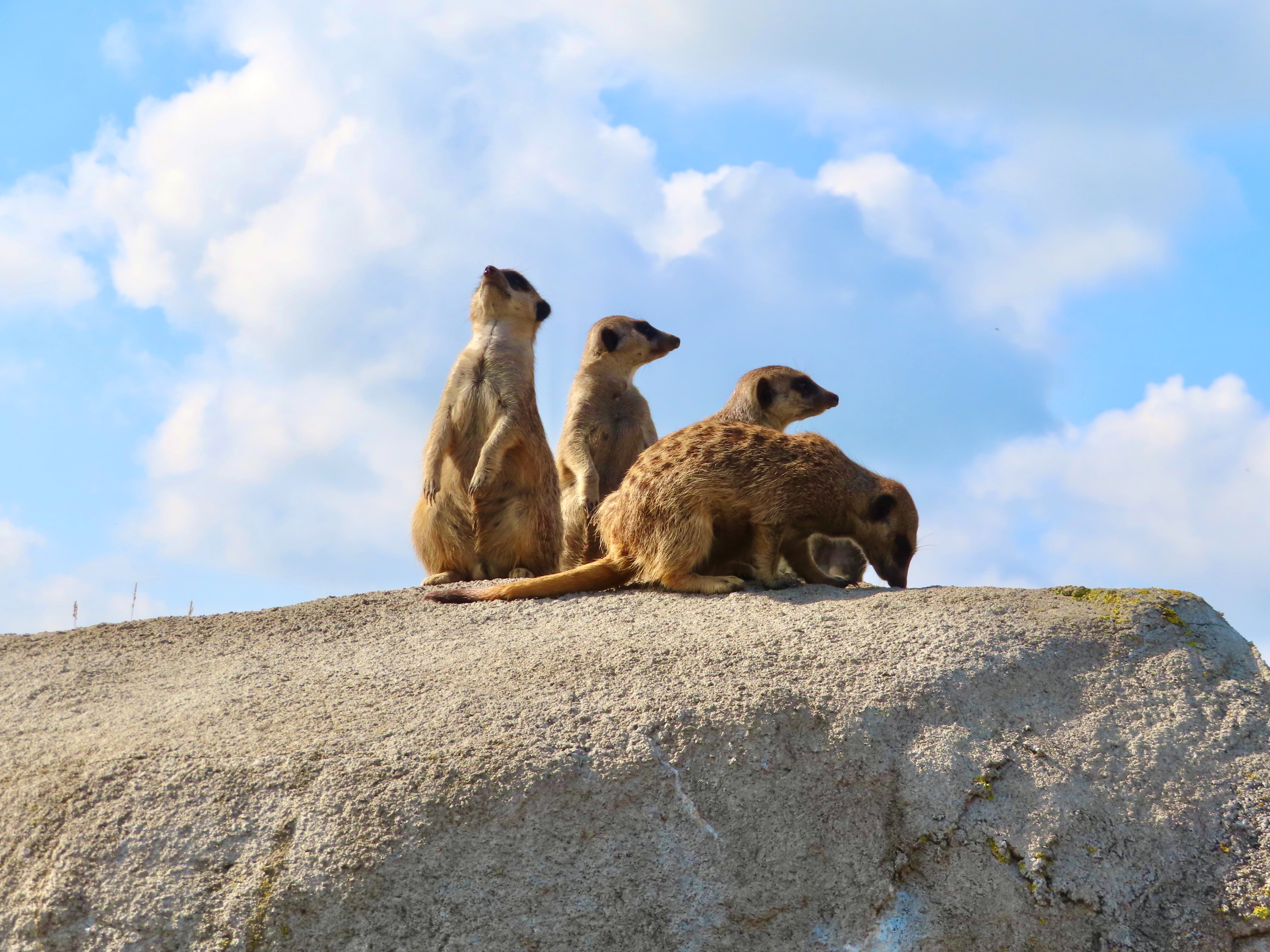 WildHub festival webinar 2/11: Teaching and learning in wildlife conservation