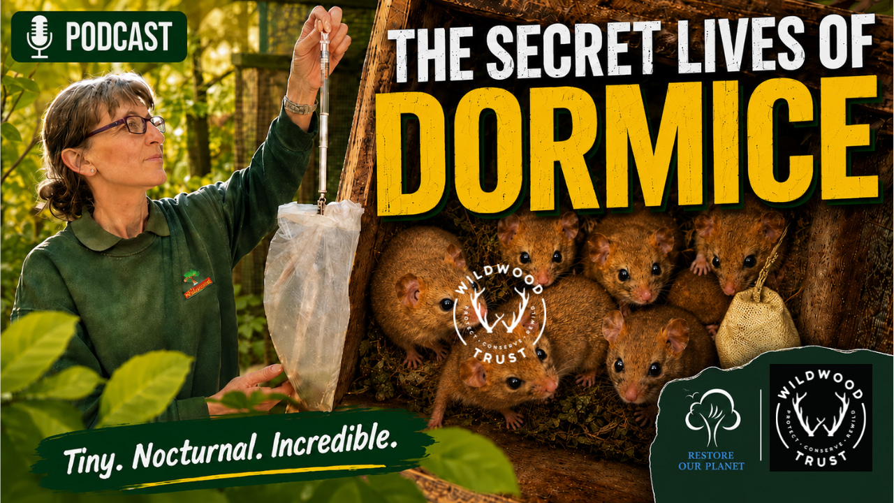The Dating Agency Saving Britain's Dormice | Podcast #91