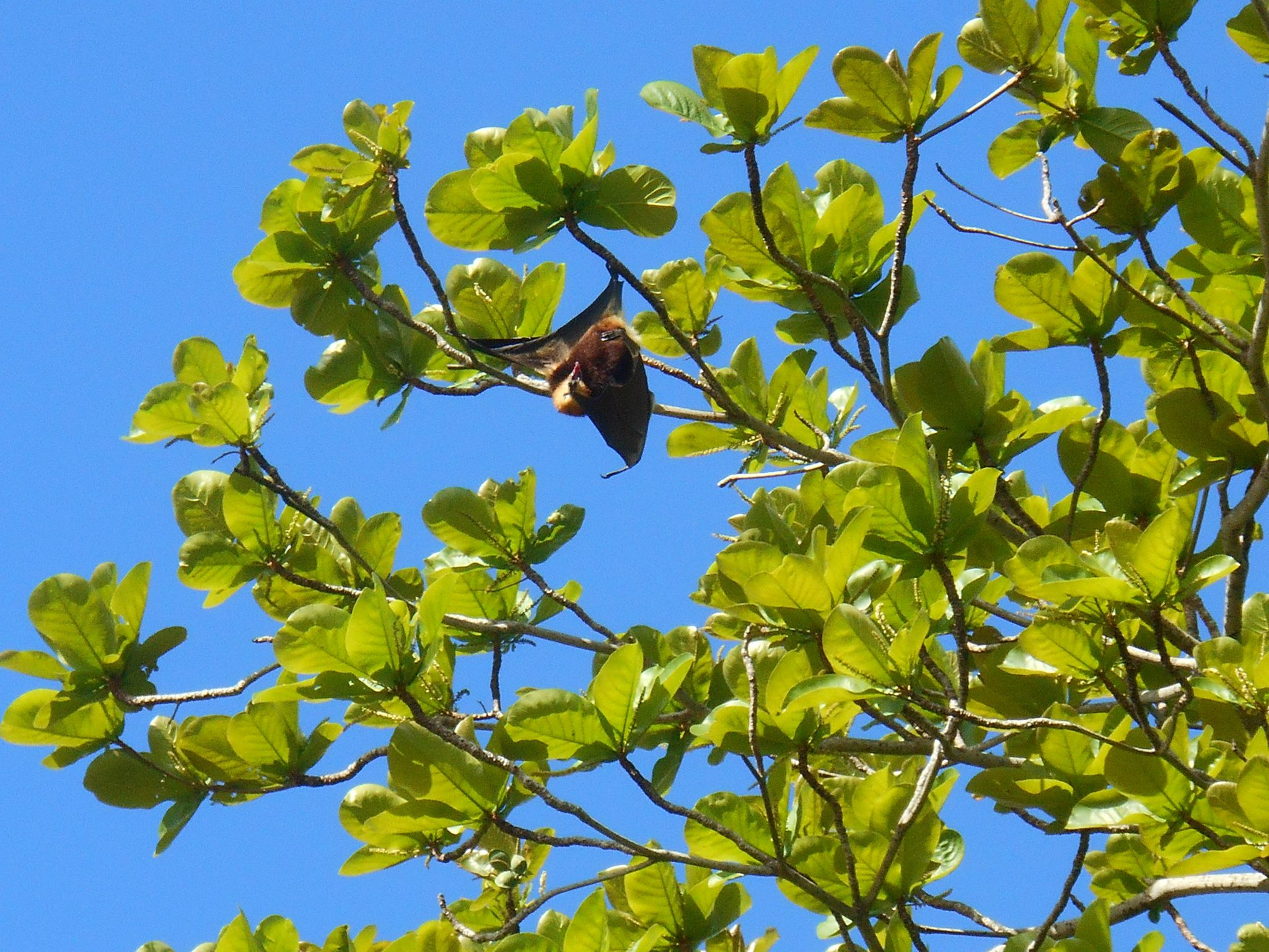 Why Study Bats?