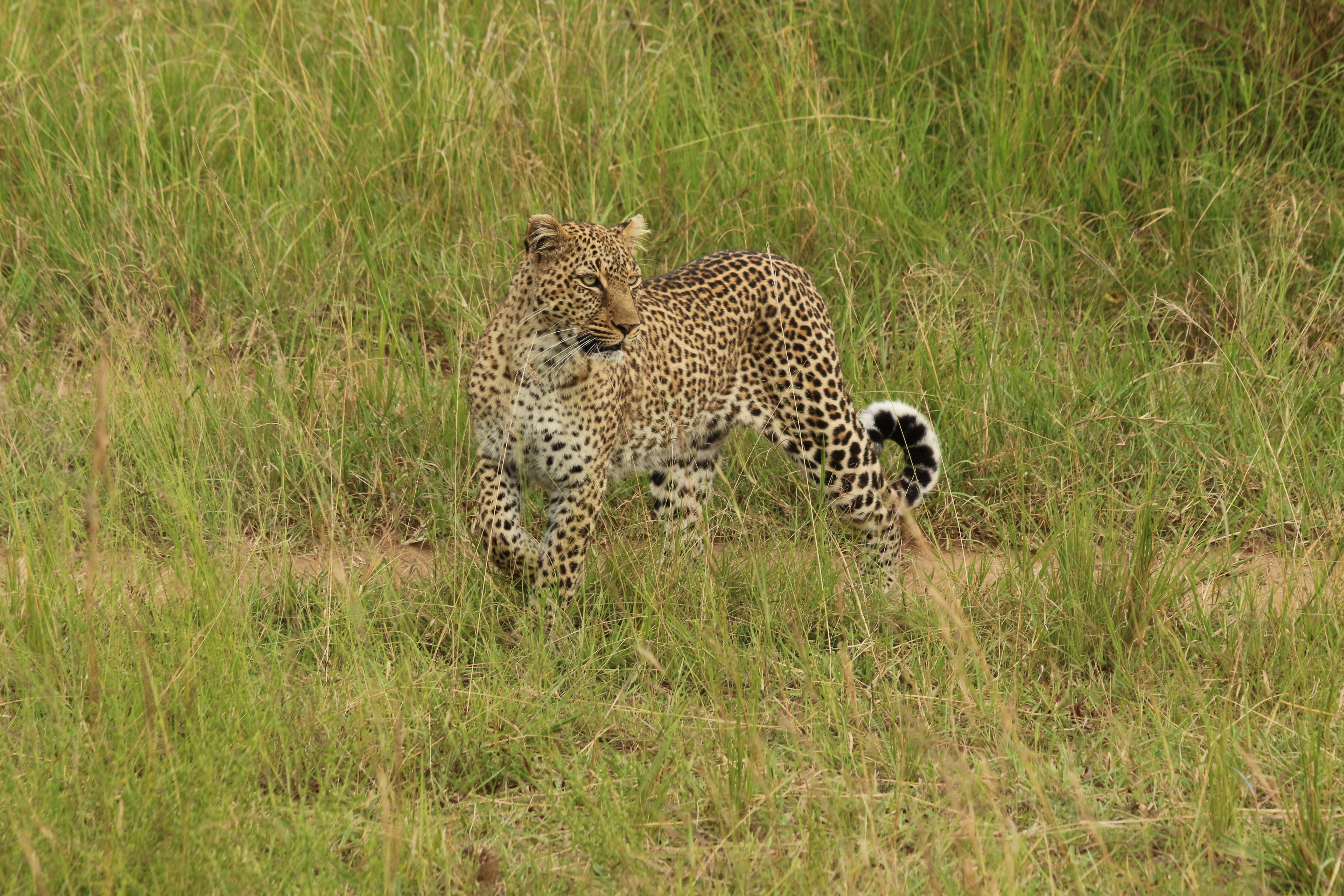 Hi Everyone, I'm Louisa