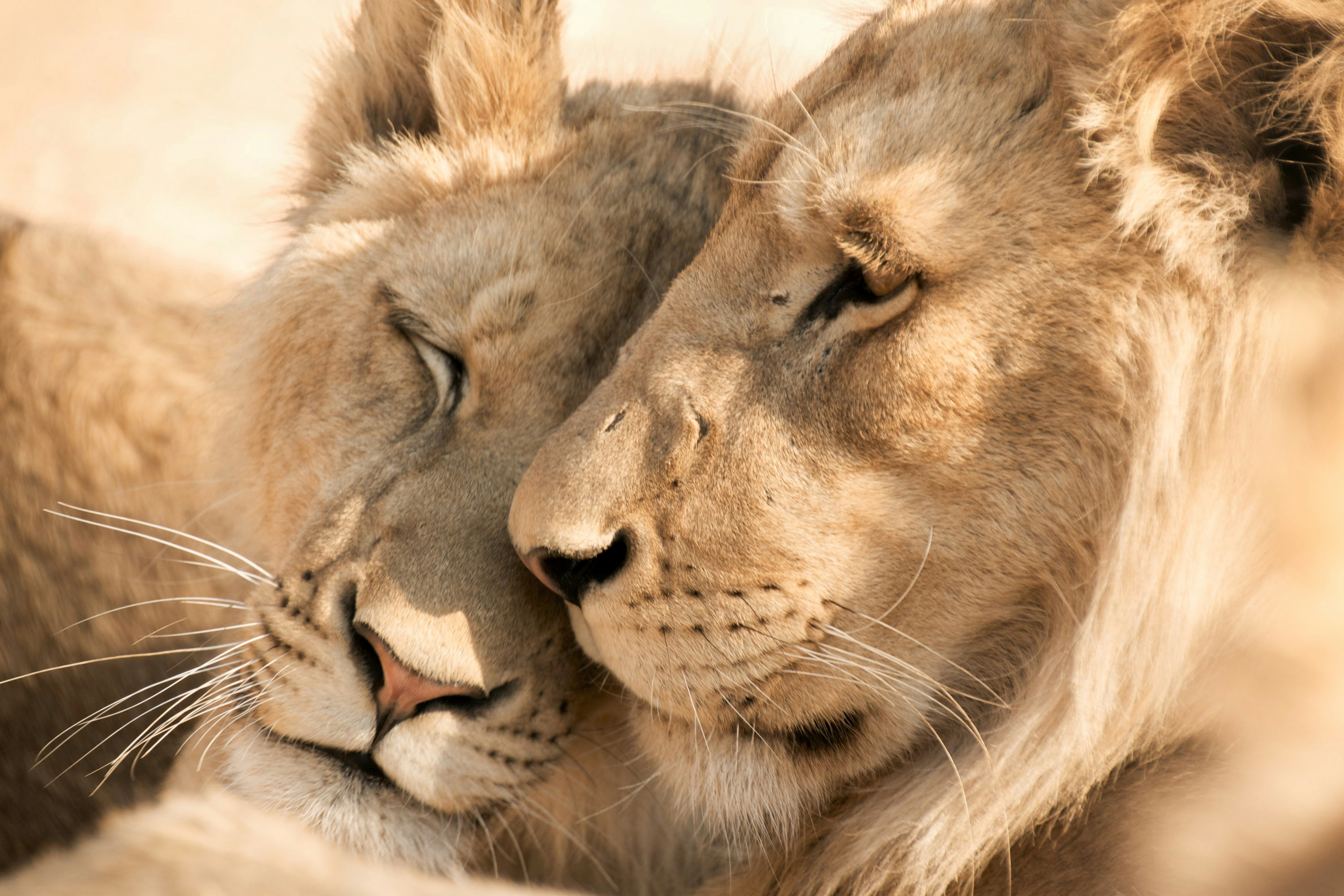 The Long Game: Campaigning for Real Change in Animal Welfare with Vanessa Amoroso, FOUR PAWS