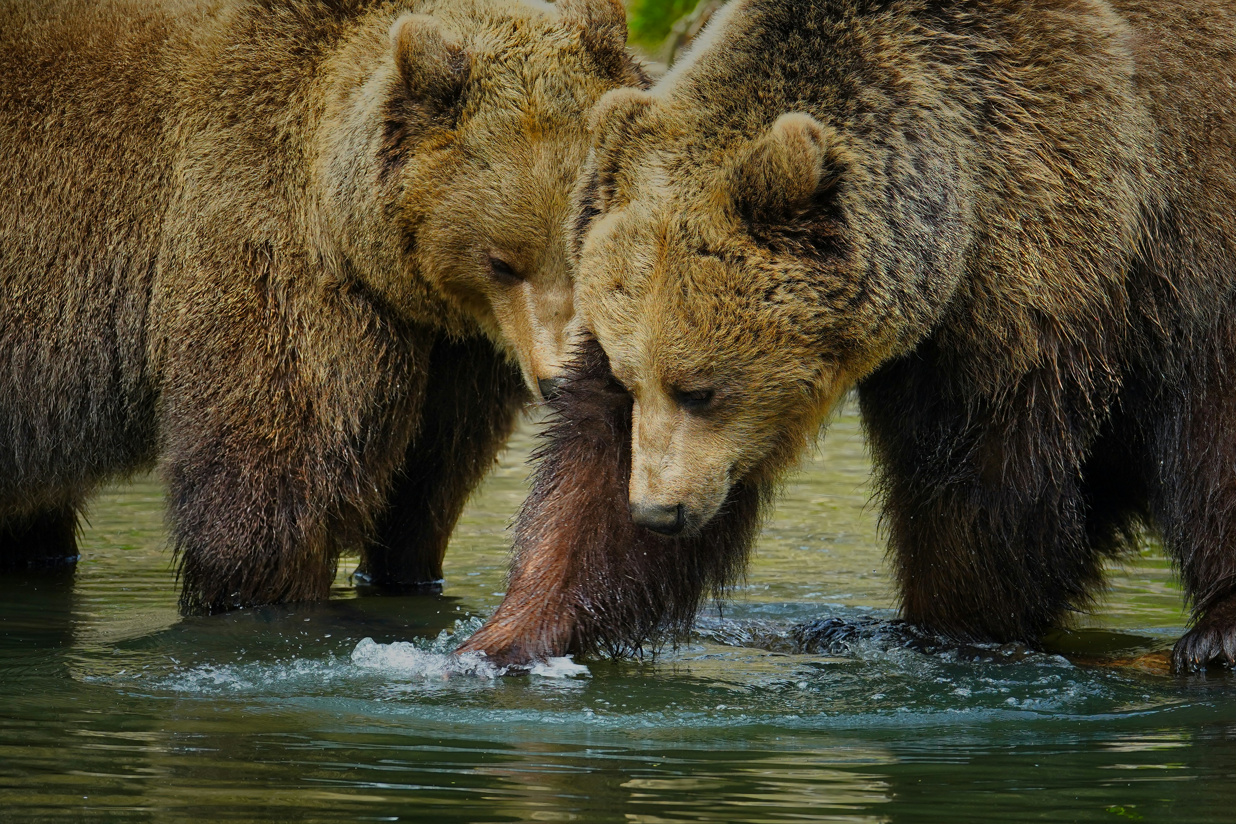 Ethical Decision-Making for Wildlife Conservation: A brand new online conservation course