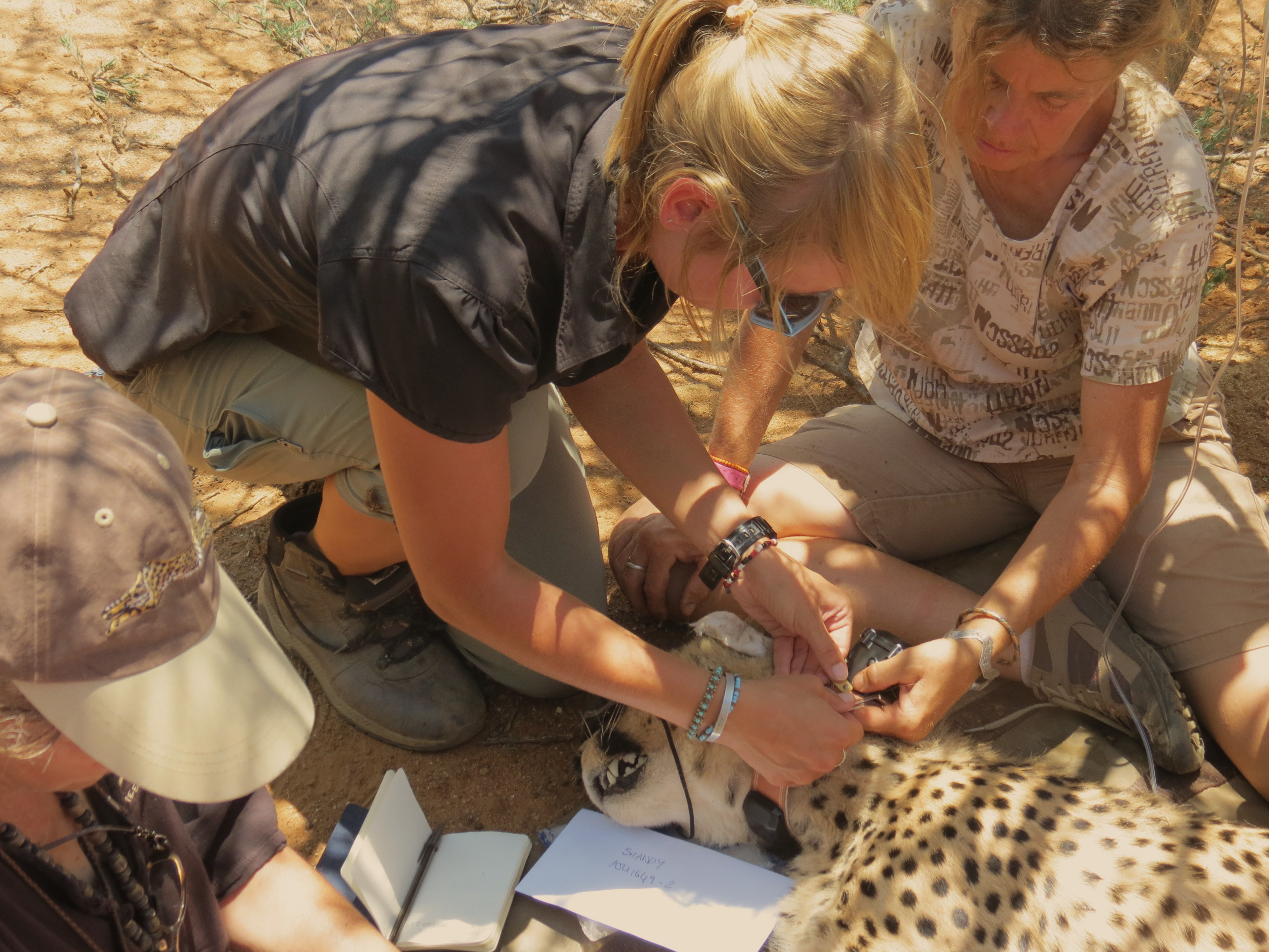 Creating a world where humans and wildlife can coexist; a technology perspective