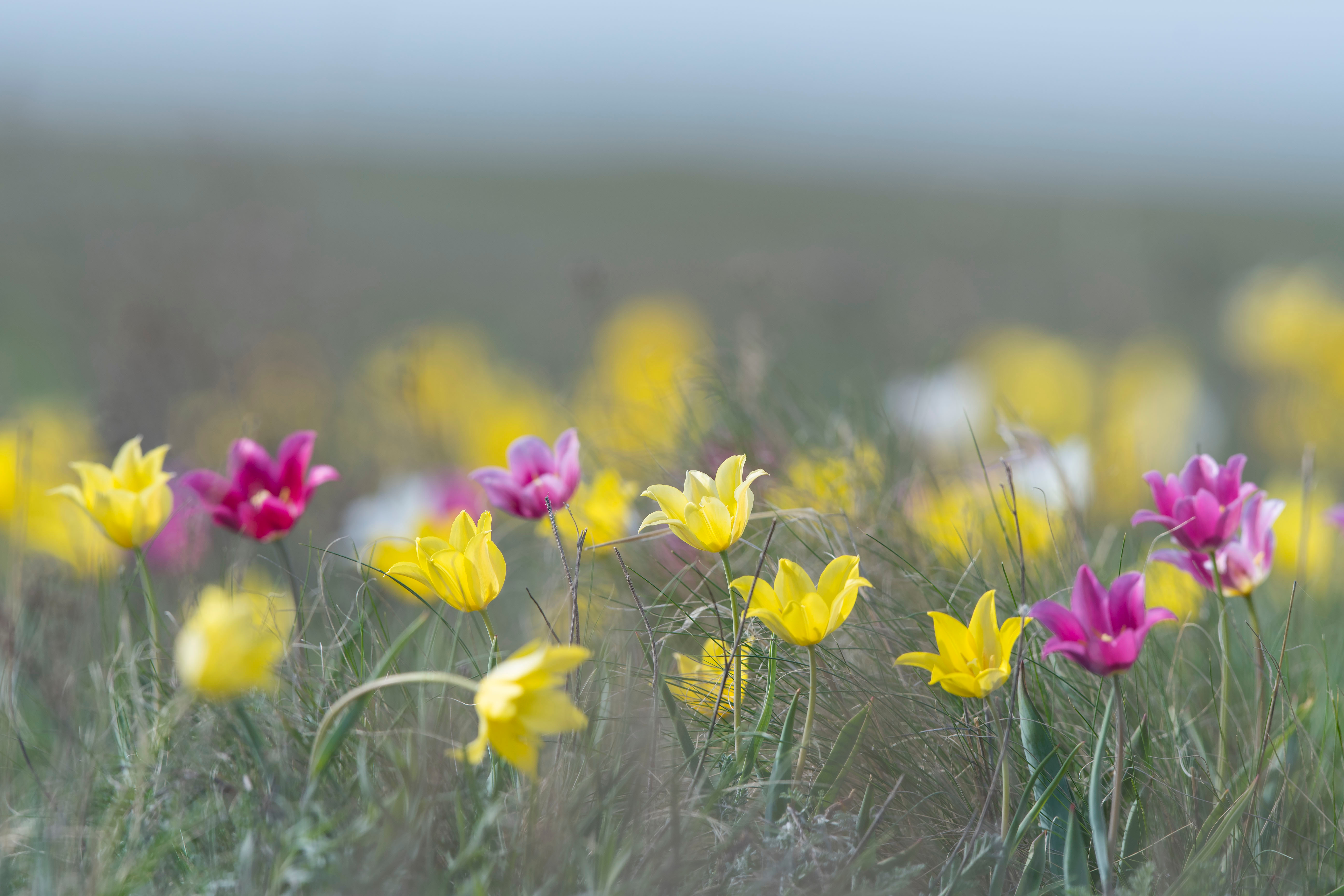 Hello, Stephanie Here