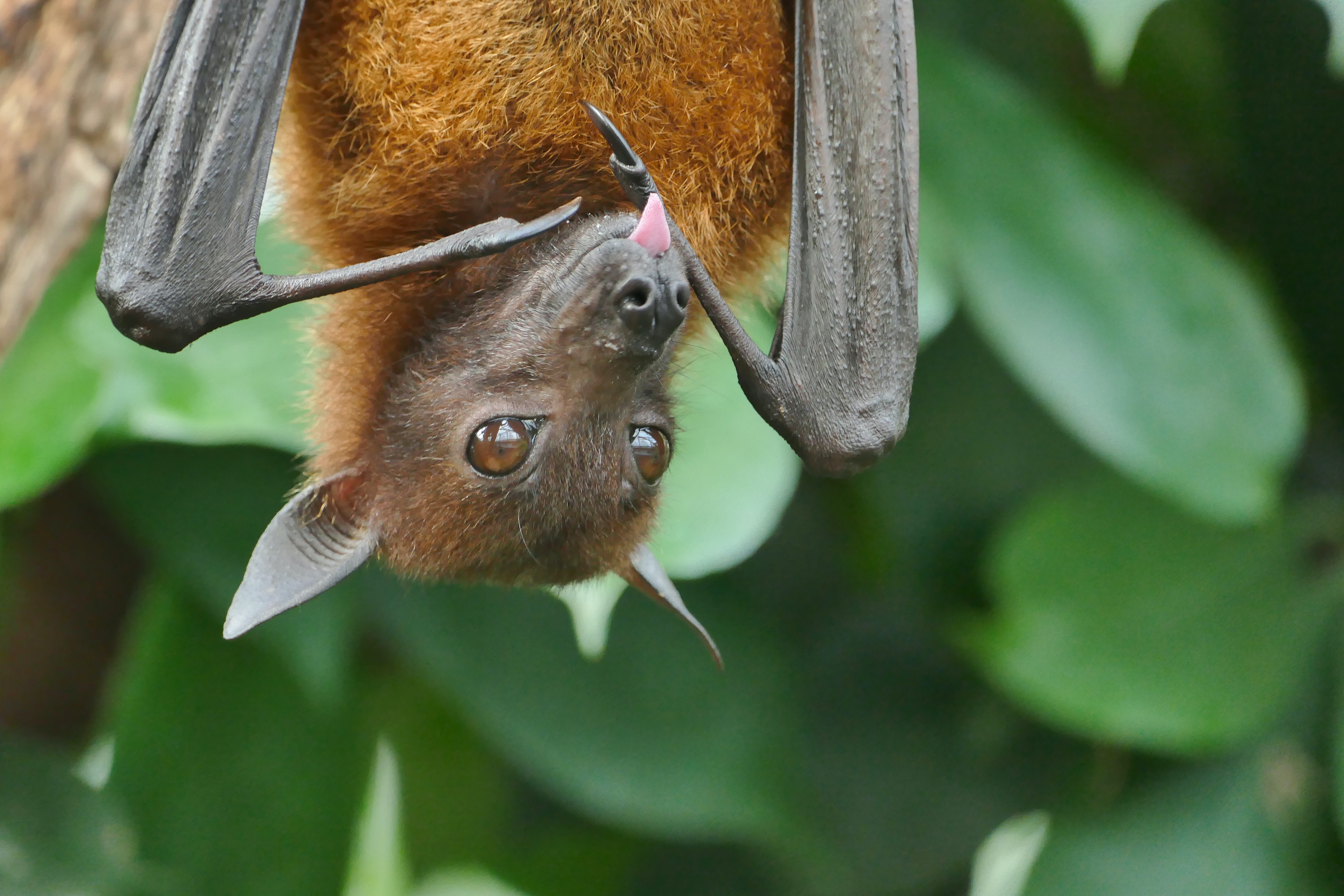 Webinar: Zoonosis emergence and wildlife trade
