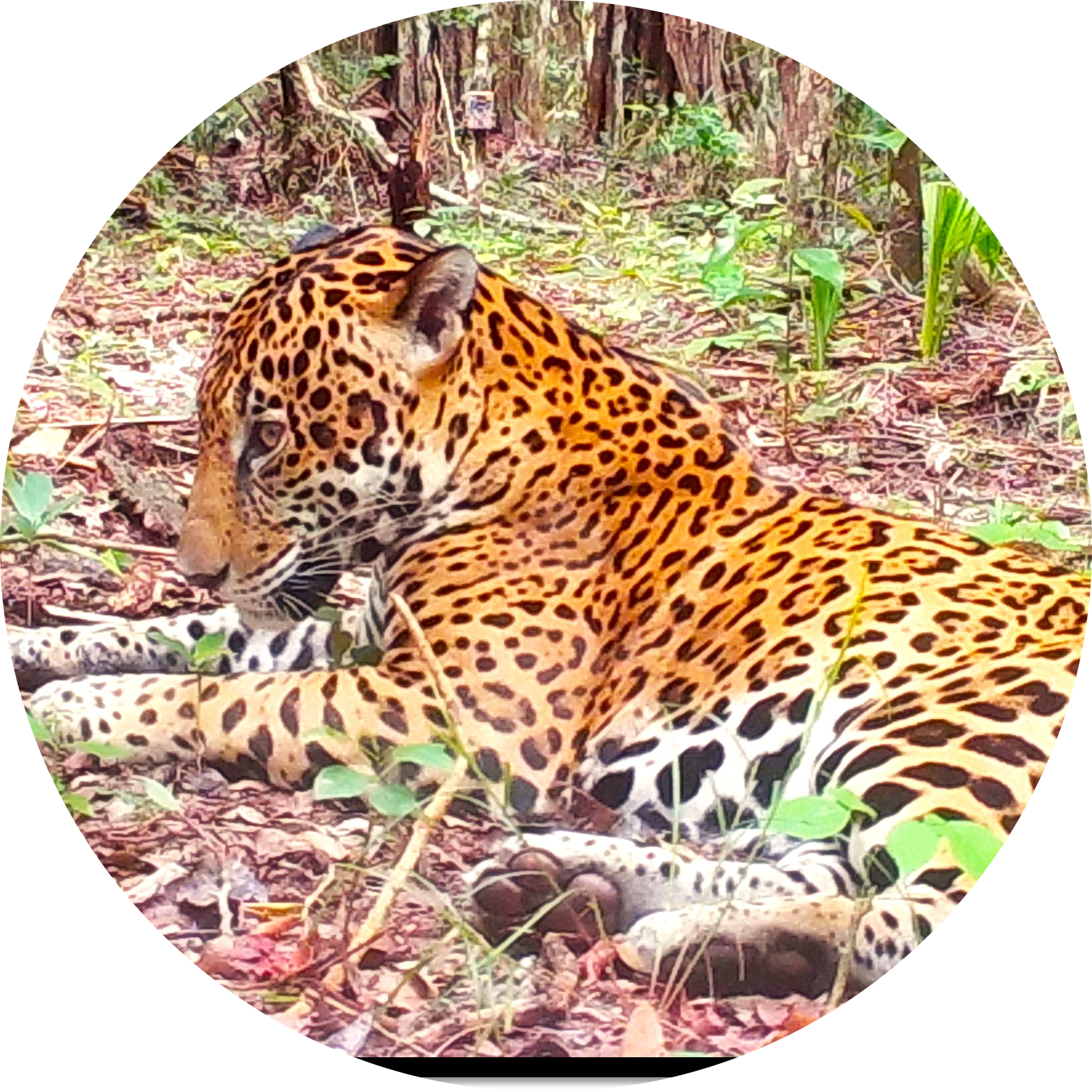 Go to the profile of Johan Meza