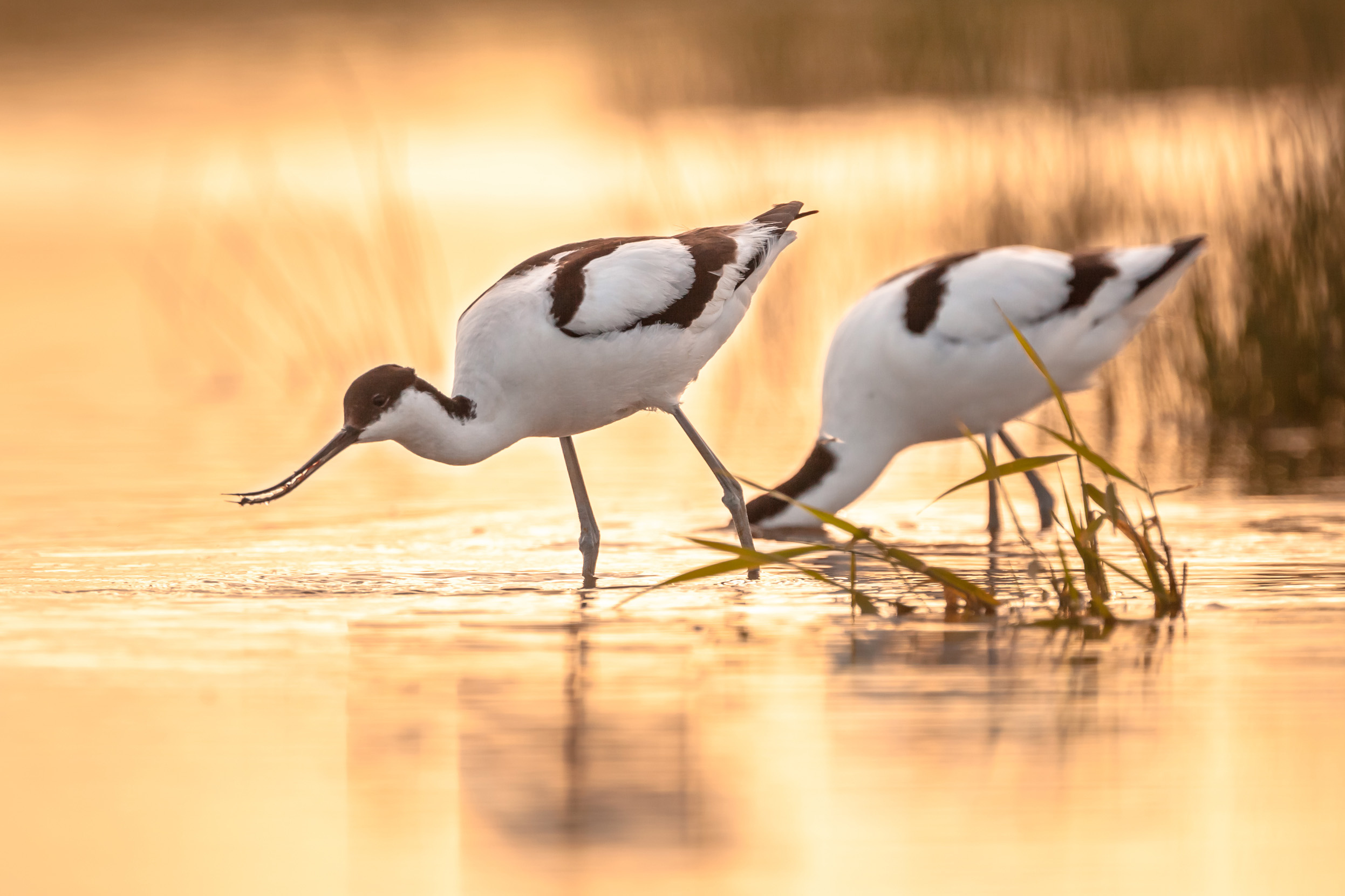 RSPB job vacancies 