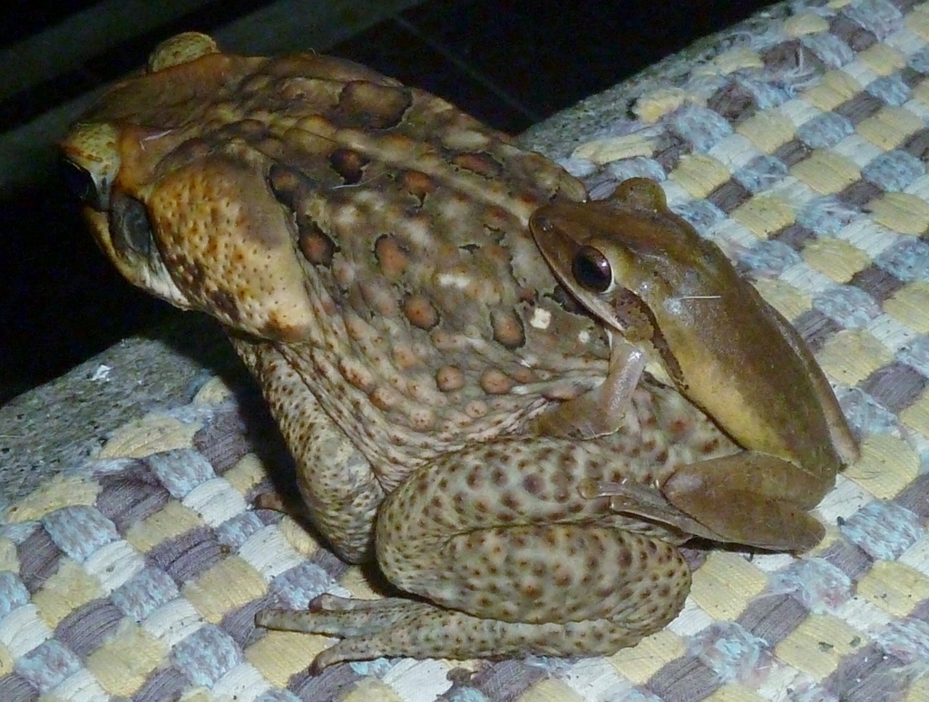 Interspecific amplexus of Rhinella marina and Polypedates leucomystax in Philippines