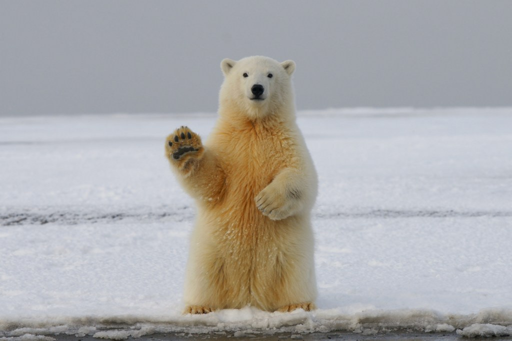 Free WildTeam online training workshop: Introduction to managing risks for wildlife conservation 
