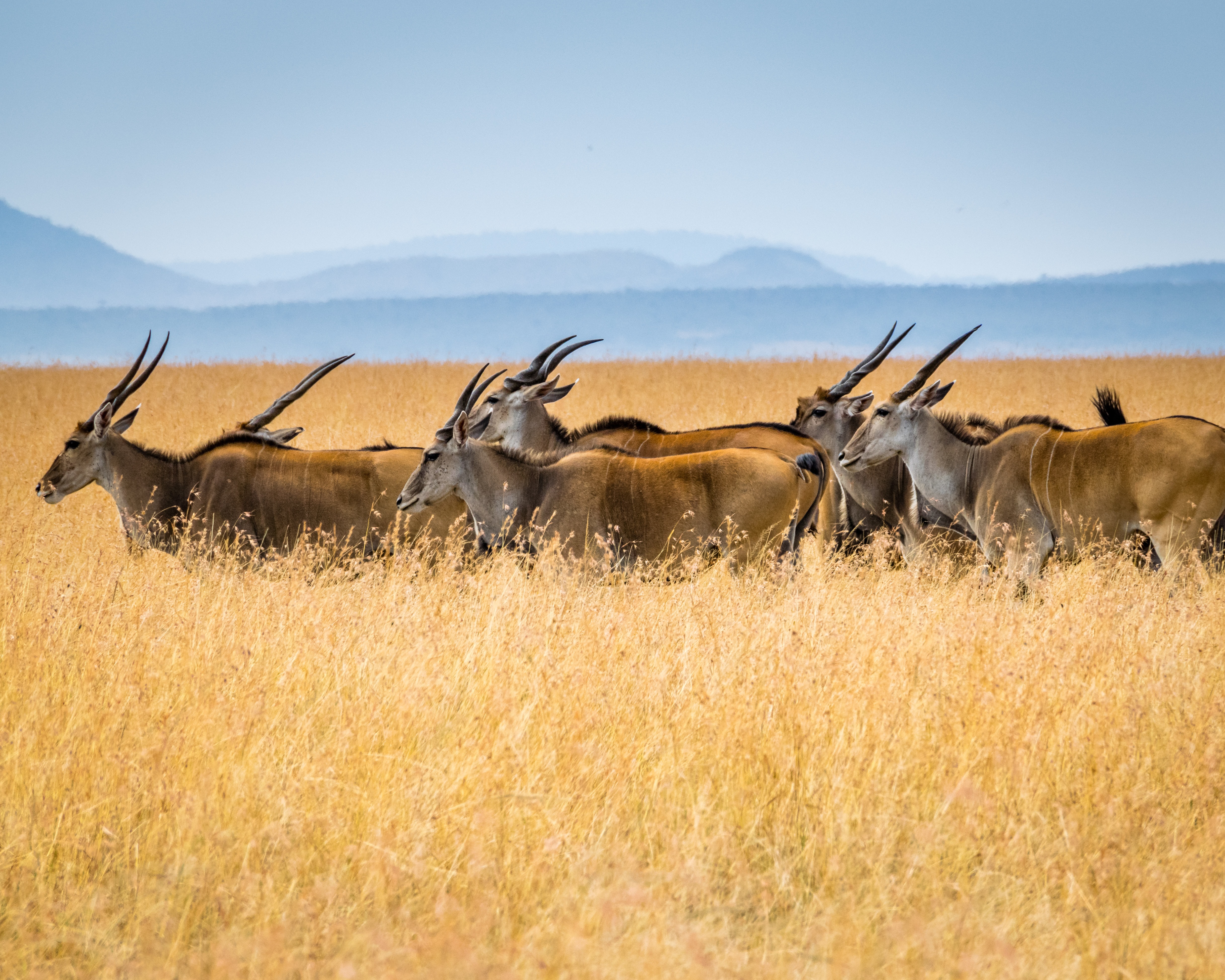 Grant Writing for Wildlife Conservation