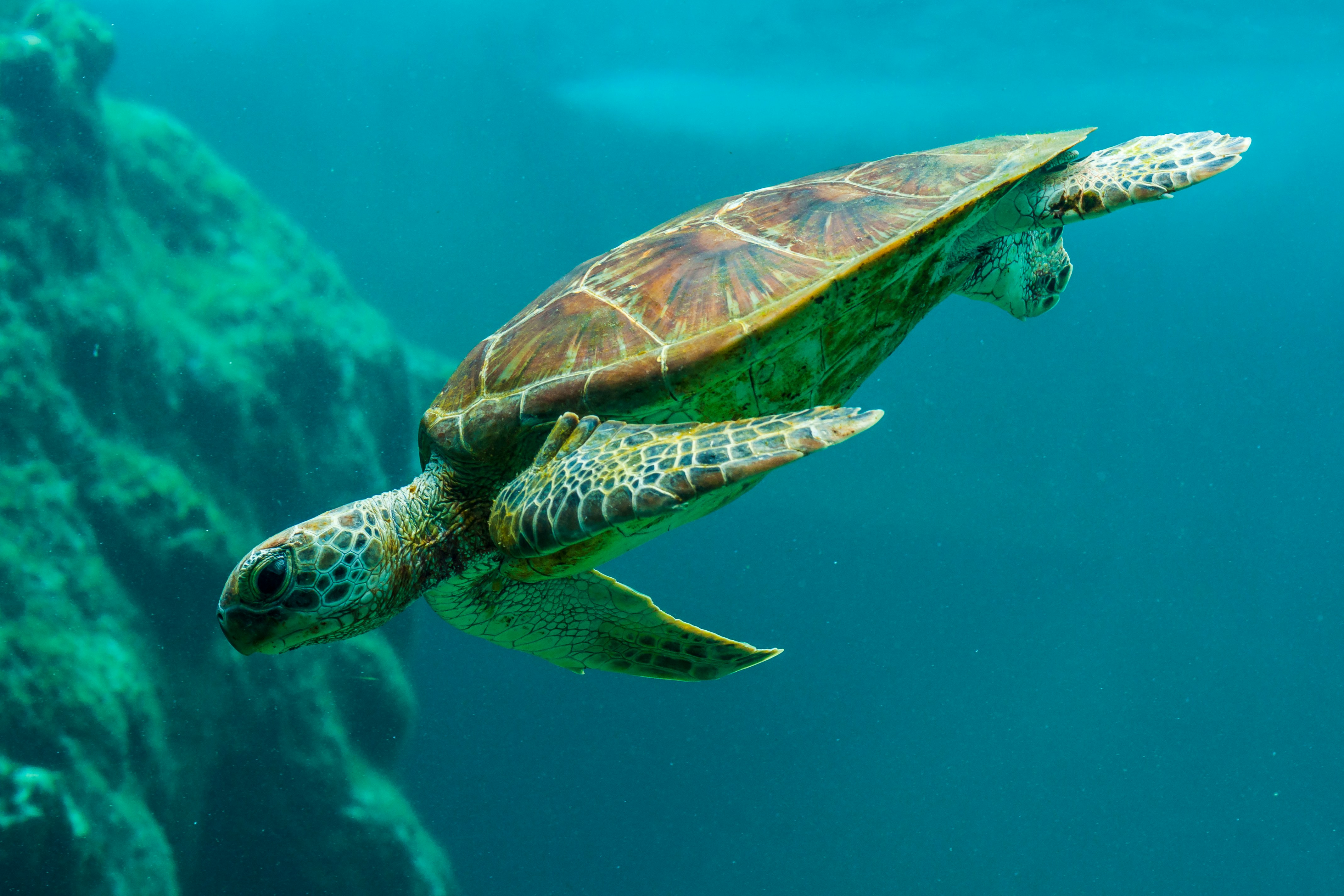 Sea Turtle conservation and education with Dr Corinne Brion