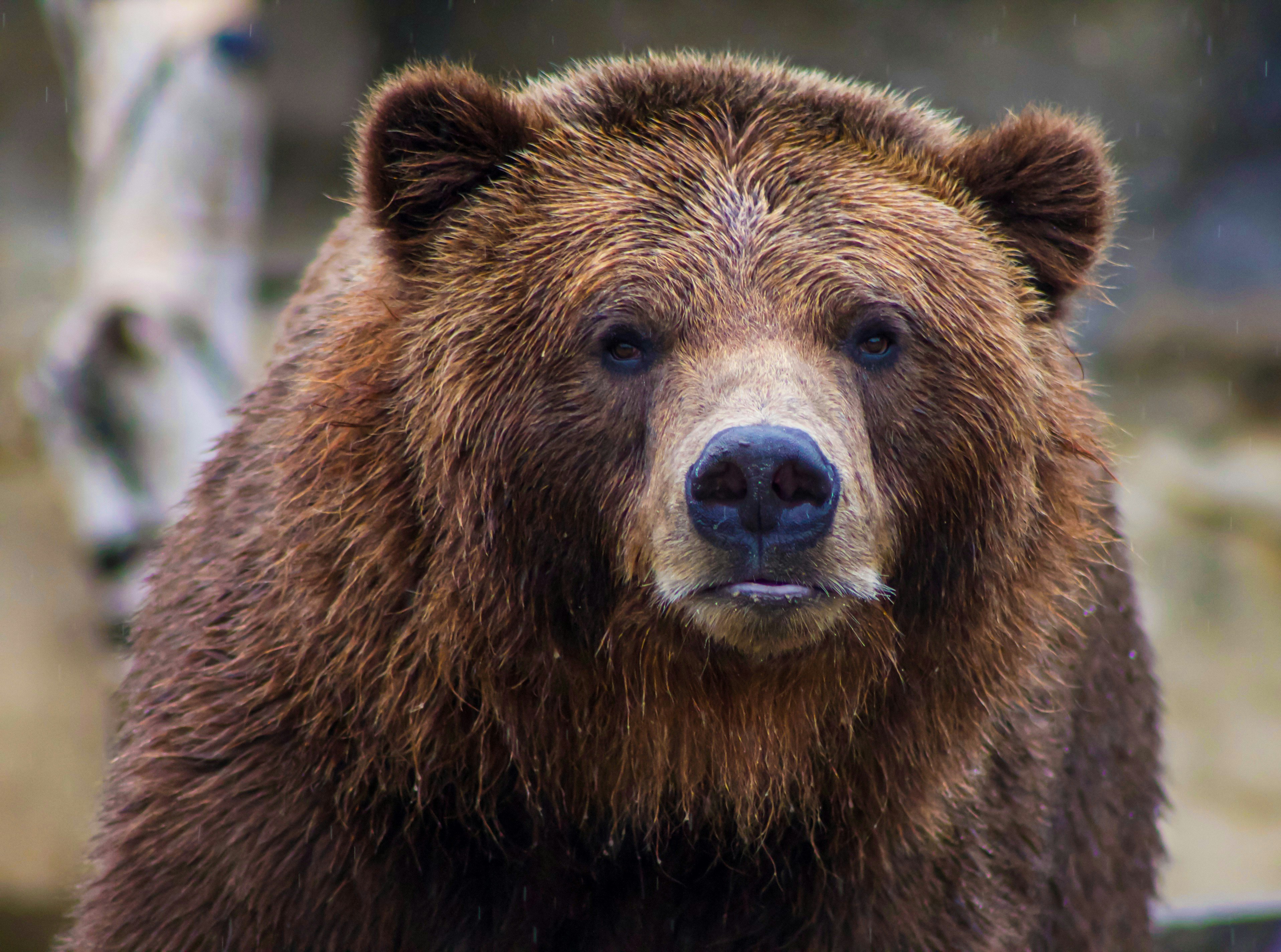 Free Webinar Series on Bear Research, Conservation, and Coexistence