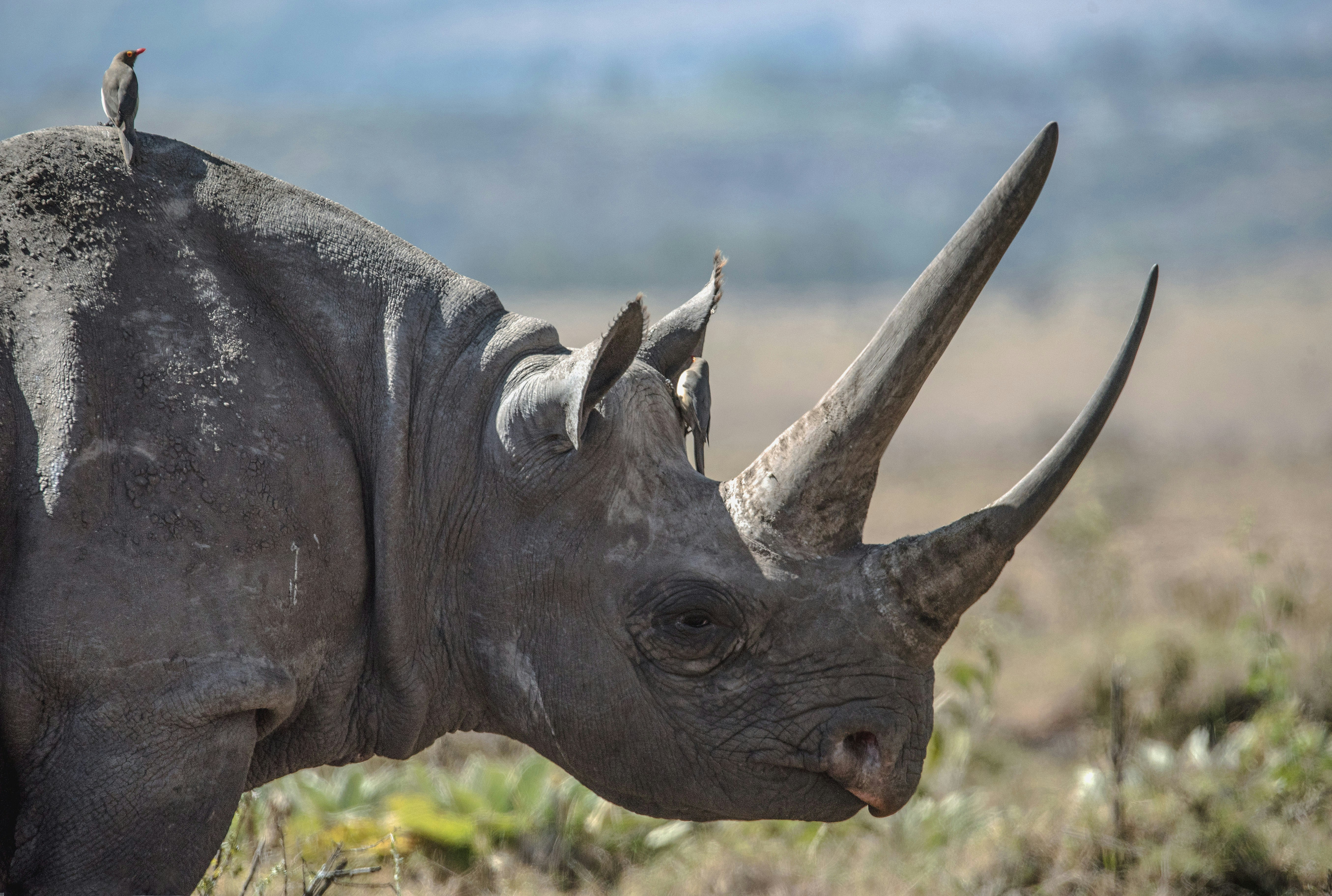 Women Leading Africa’s Fight Against Wildlife Crime