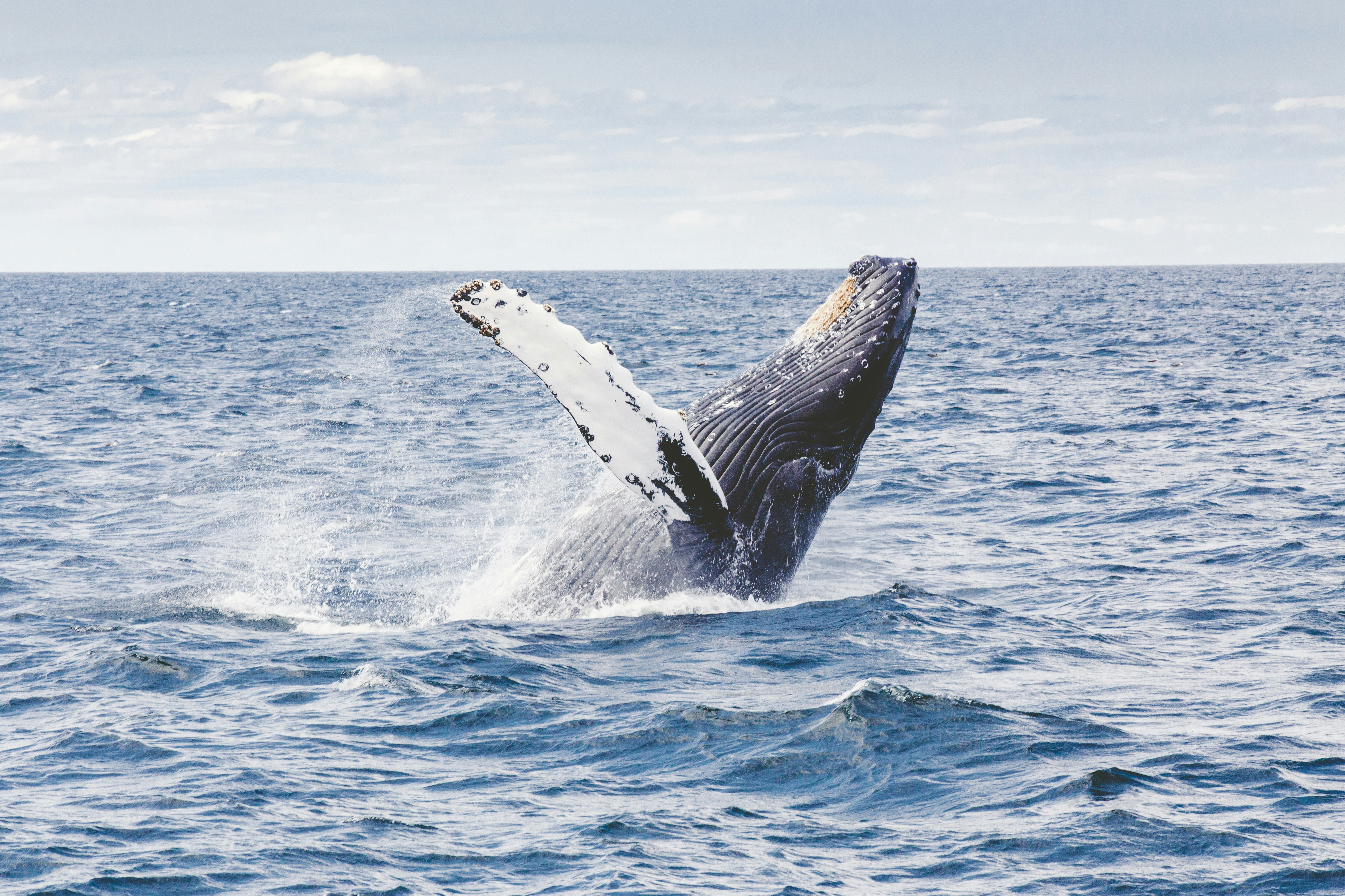 Saving Whales with Tom Grove, PhD