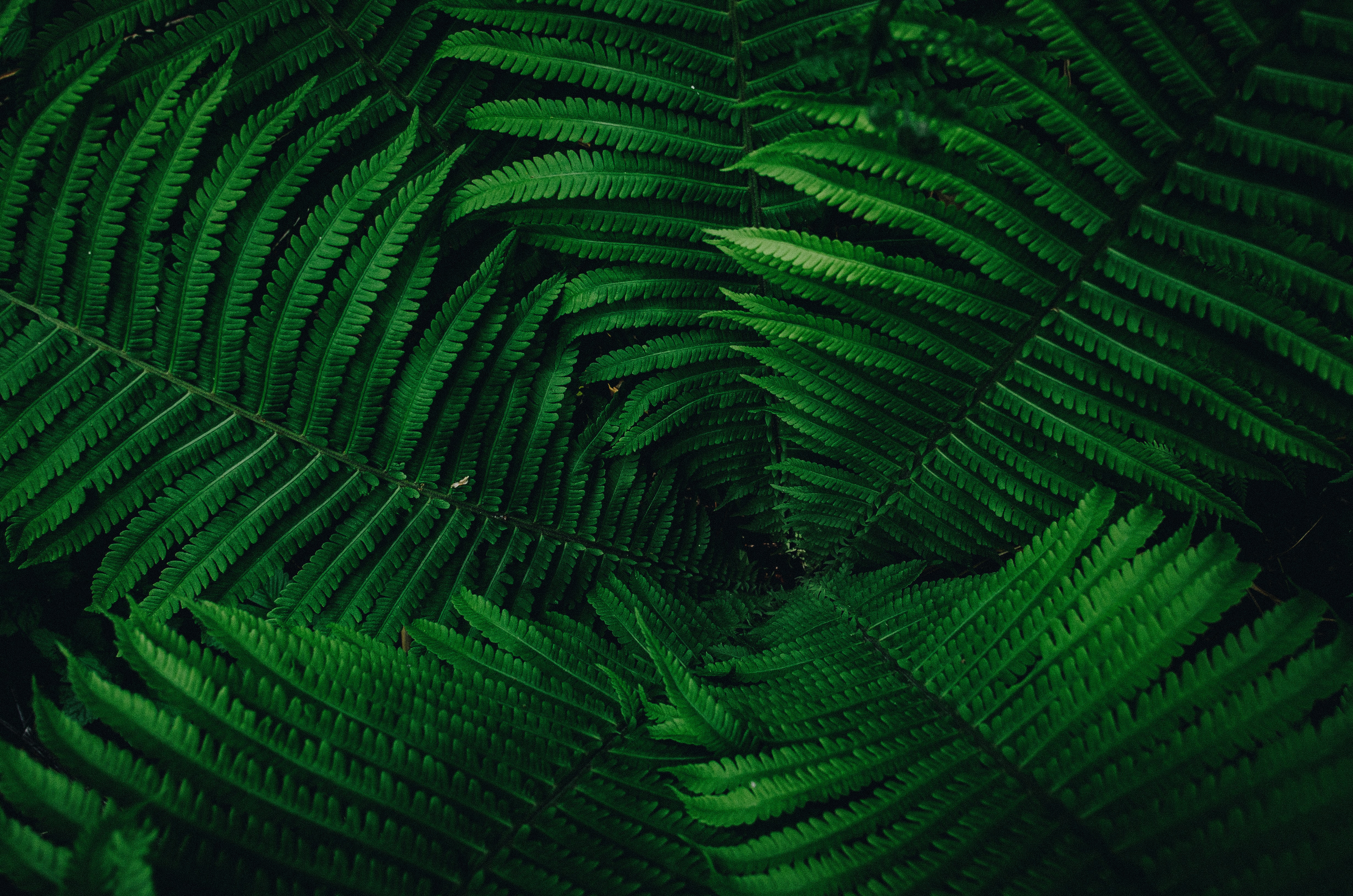 Job position: Research Editor - Catalogue of Useful Plants of Colombia