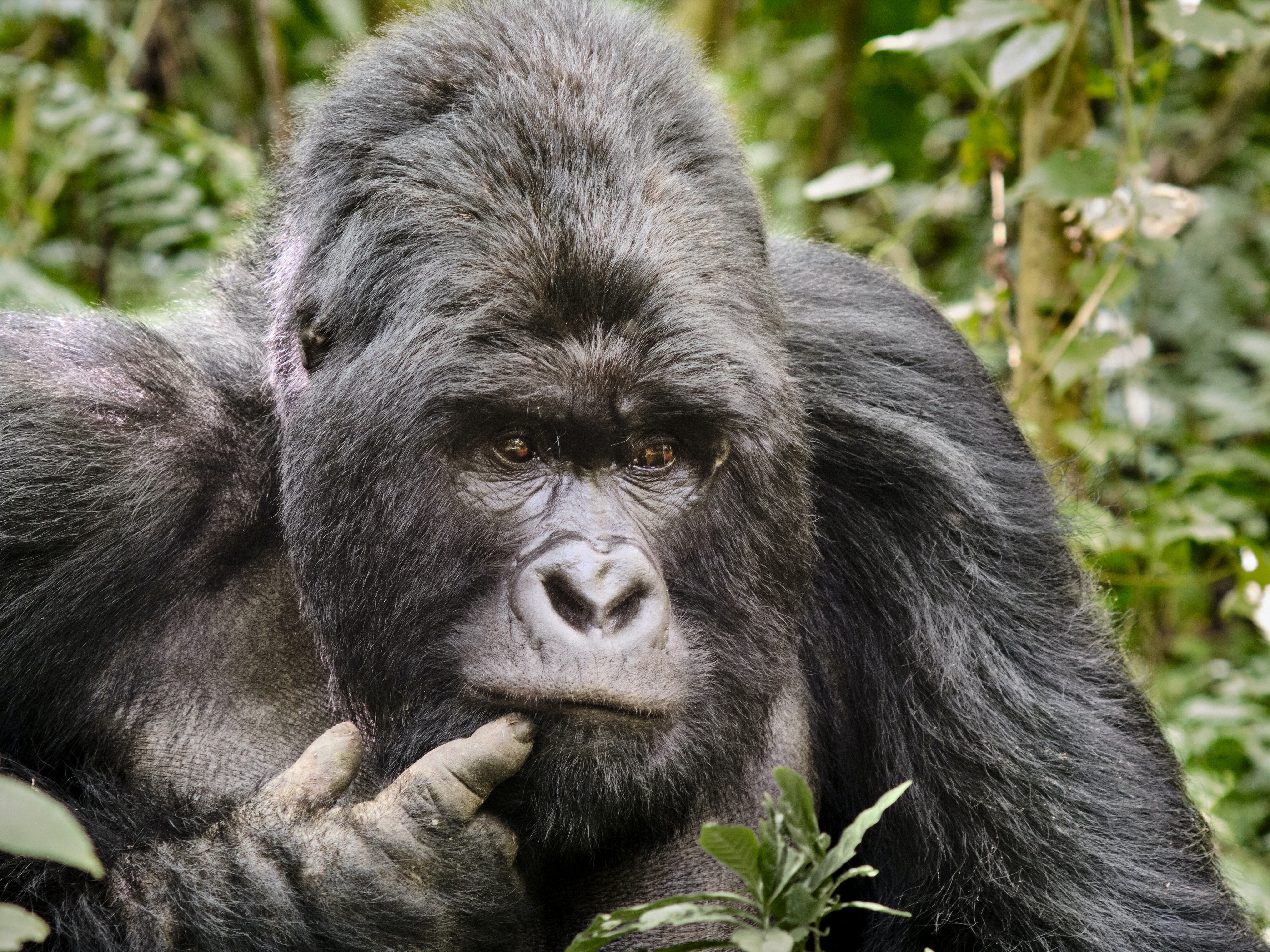 grant opportunity: Building Conservation Capacity in Central Africa