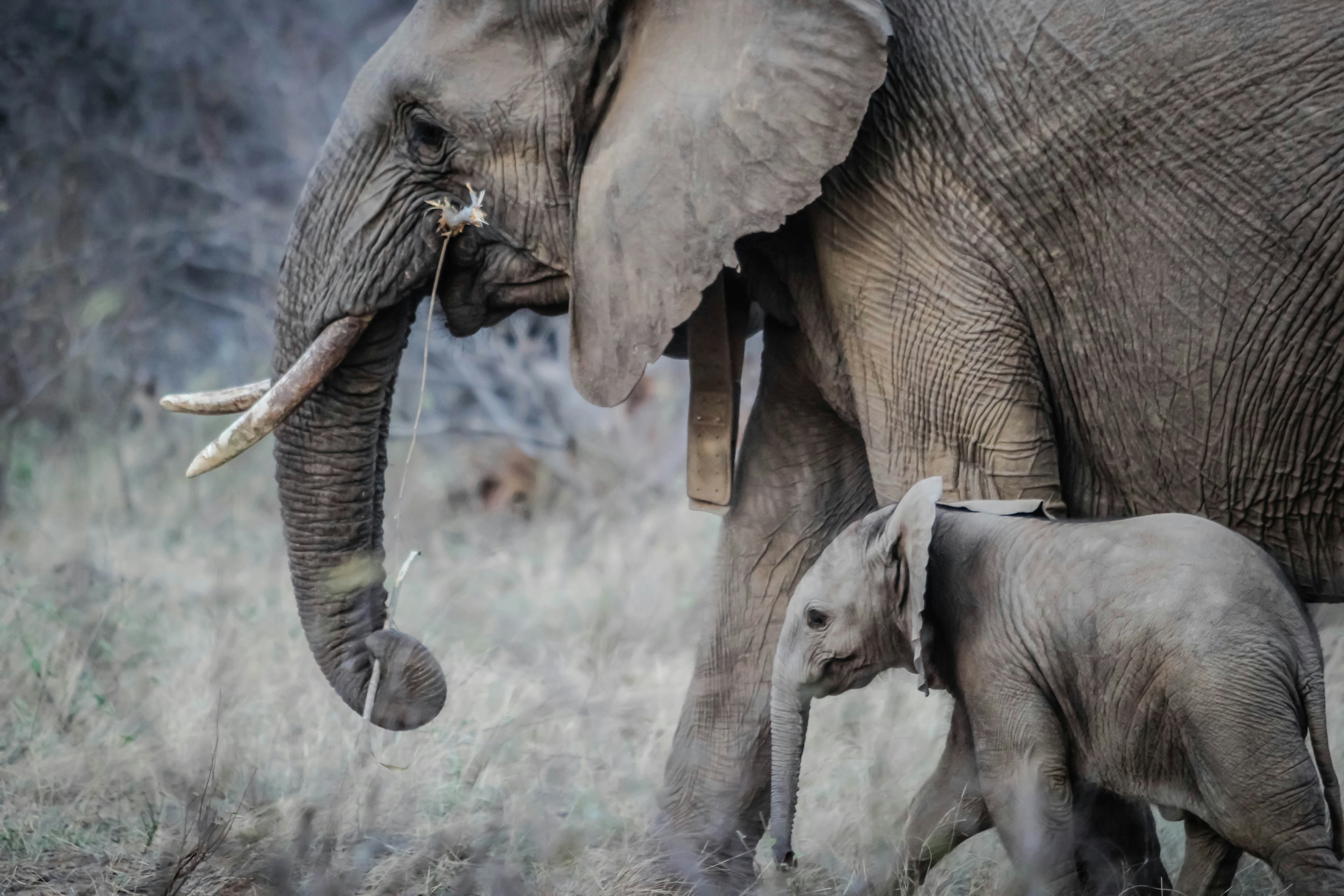 Think Wildlife Webinar Series - Webinar 1 -  Elephant Conservation in Sri Lanka with an emphasis on Train-Elephant Conservation