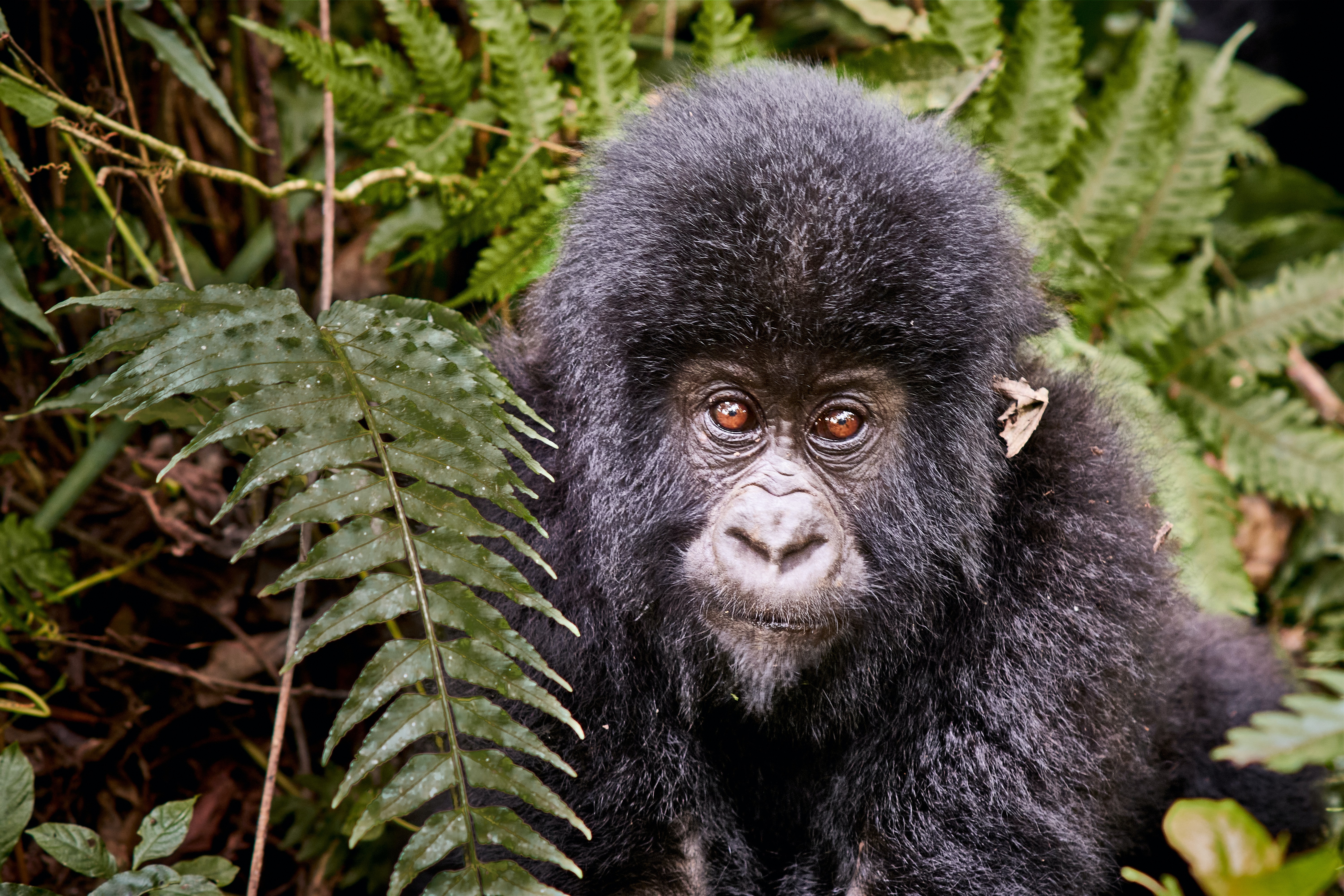 A Conservation Victory - Saving the Mountain Gorillas