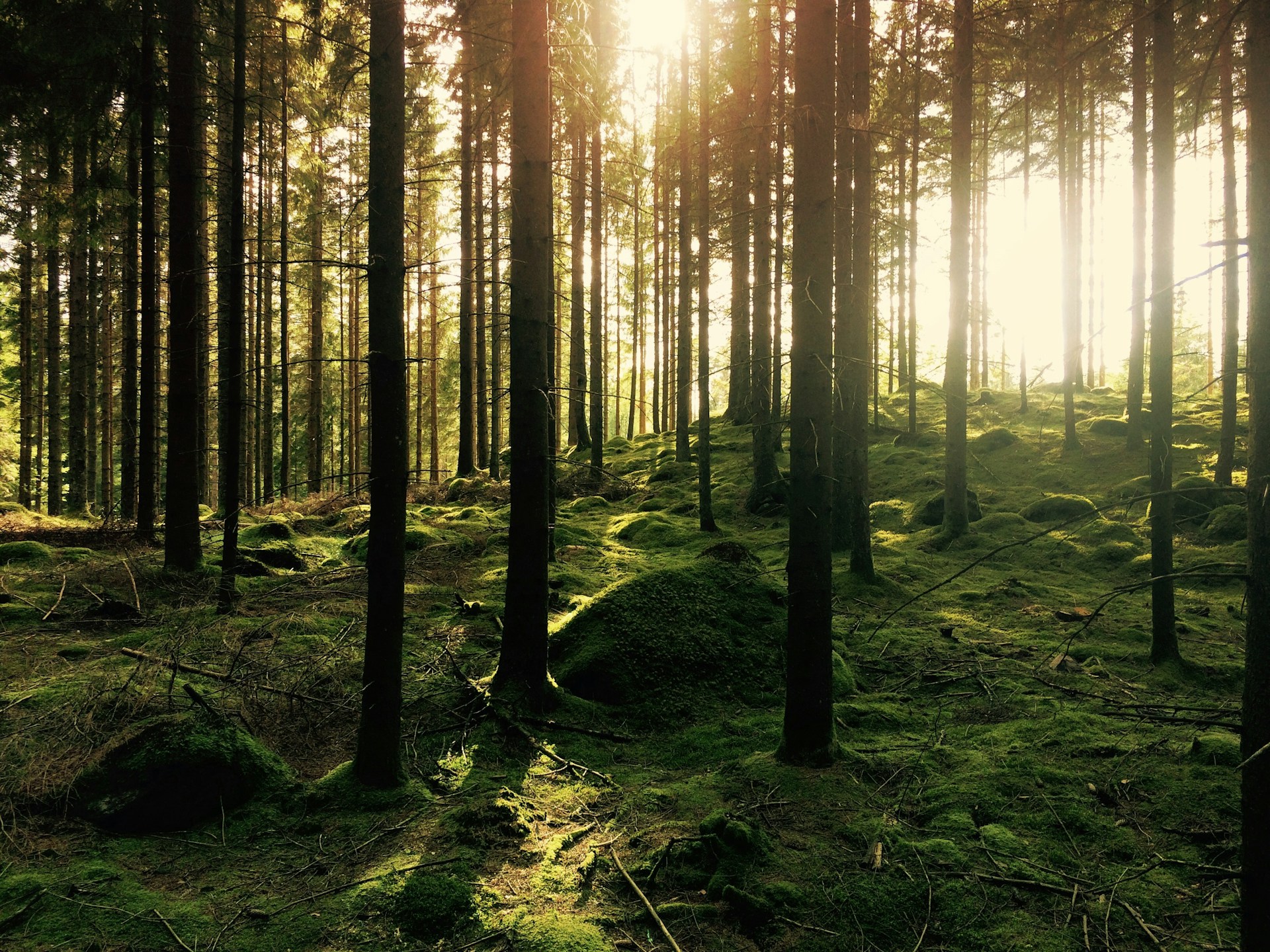 Postdoc at NIBIO (Norway)