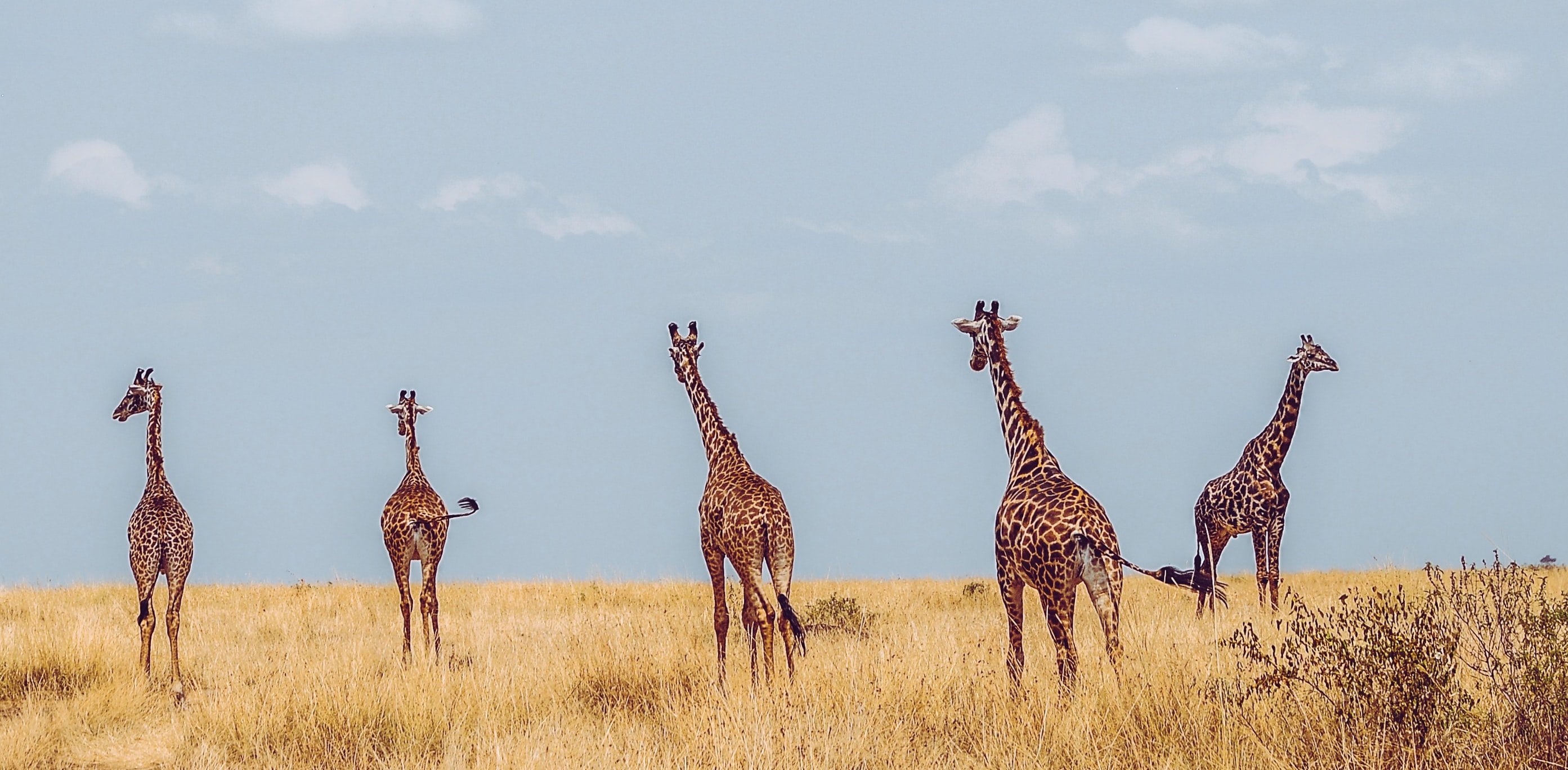 WildHub
