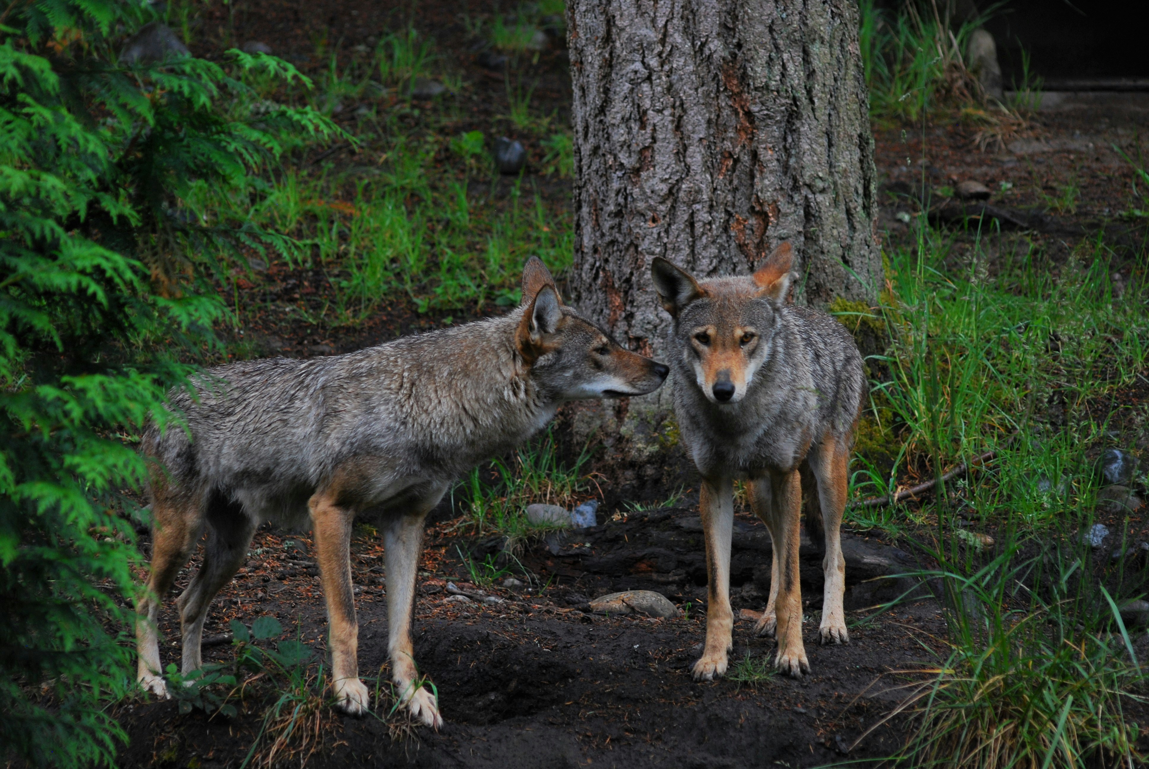$5,000 Red Wolf Funding