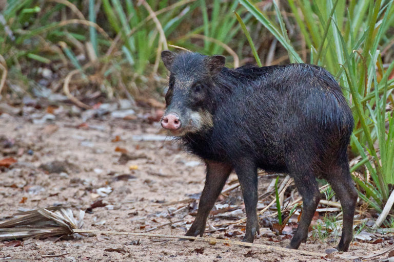 Osa Conservation is hiring (Costa Rica)