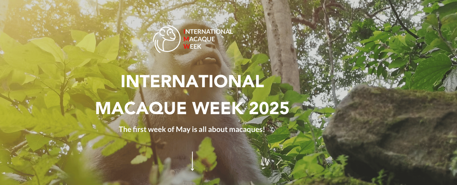 International Macaque Week 2025