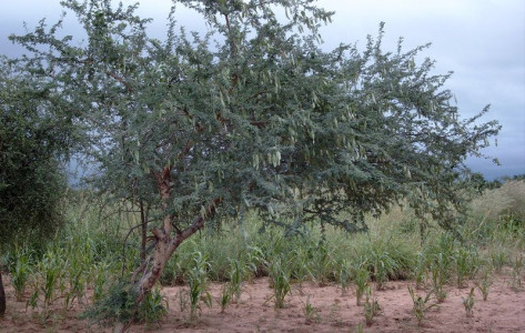 Celebrating WildHub's partners: GoSquared is Planting WildHub Trees!