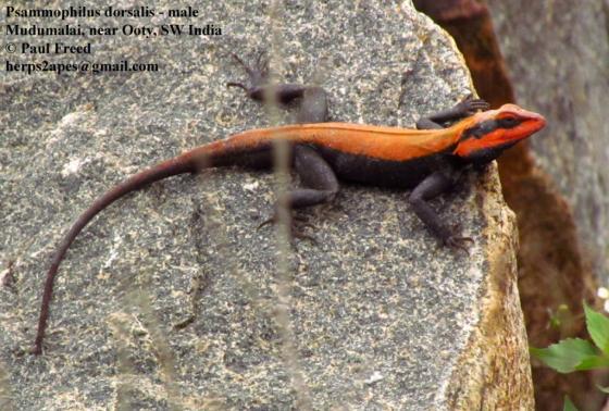 Lizards take more risks when hungry🦎
