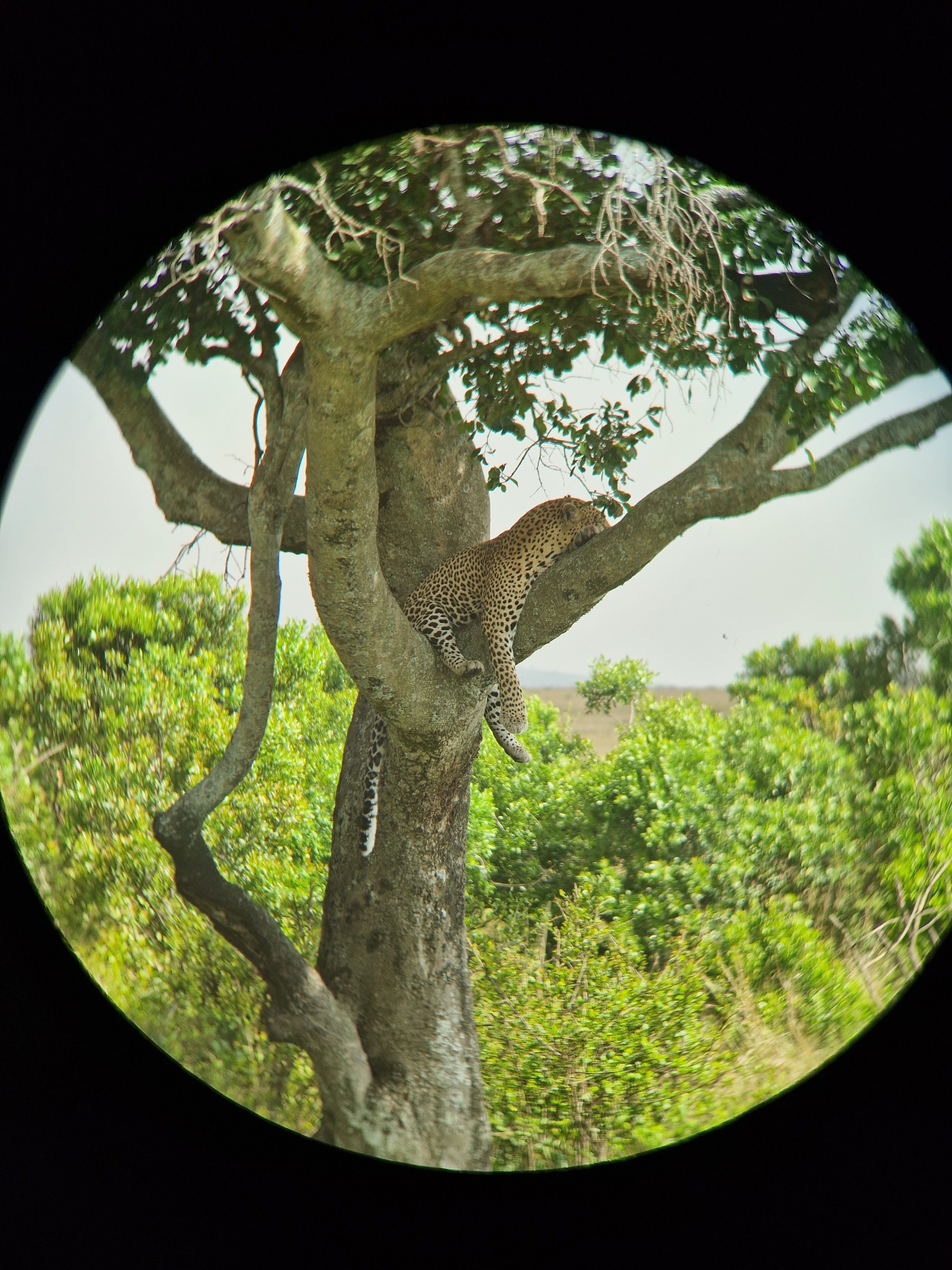 Hi WildHub community!