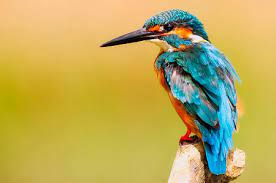Basic Course in Ornithology