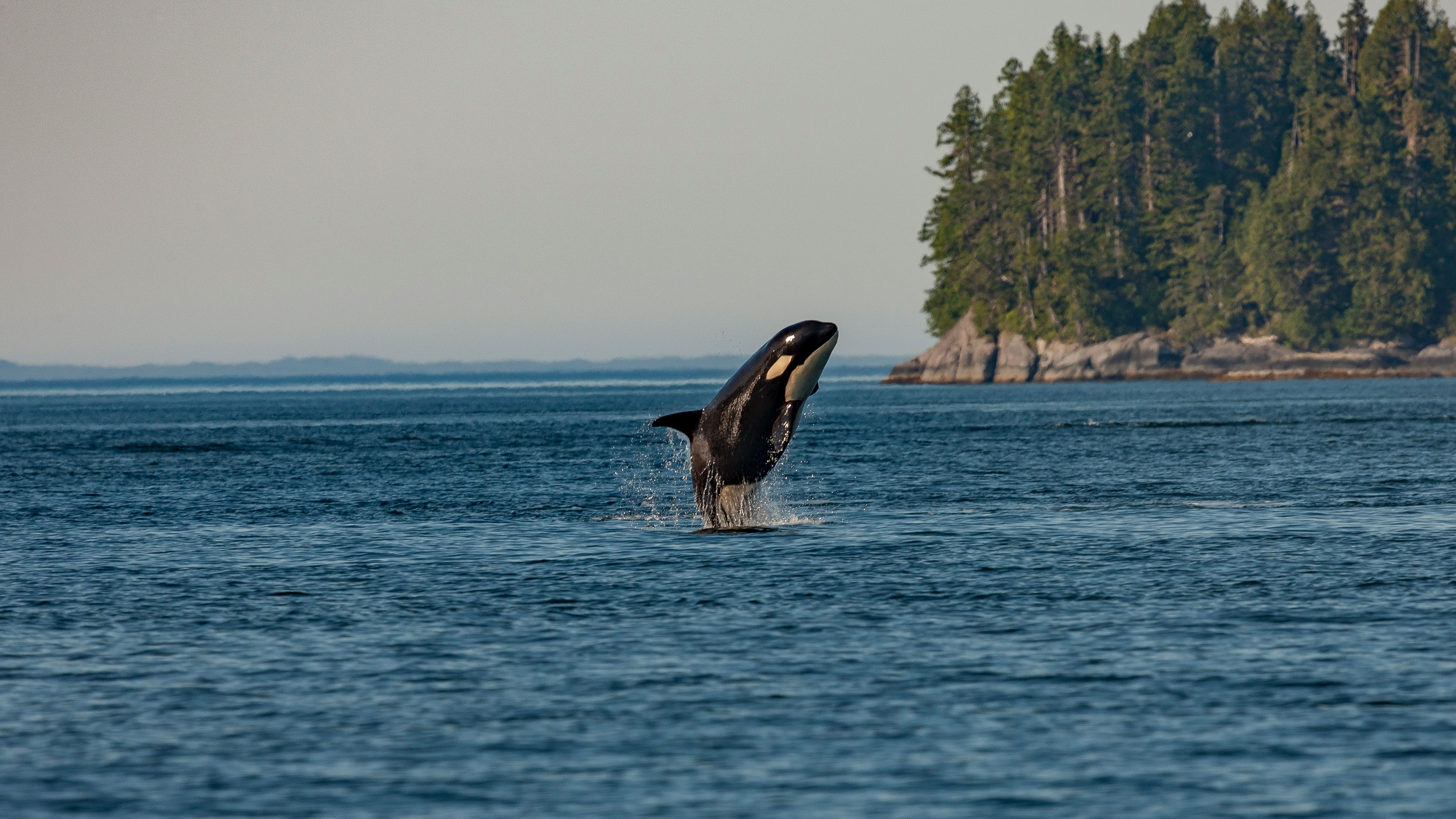 Southern Resident Killer Whale - EYE PATCH GUIDE (2025)