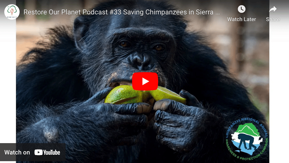 Restore Our Planet Podcast #33 Saving Chimpanzees in Sierra Leone. Daniella Samura