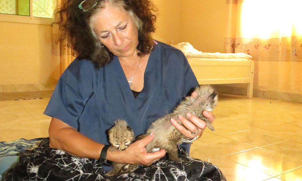 Podcast: Cheetahs Aren't Pets