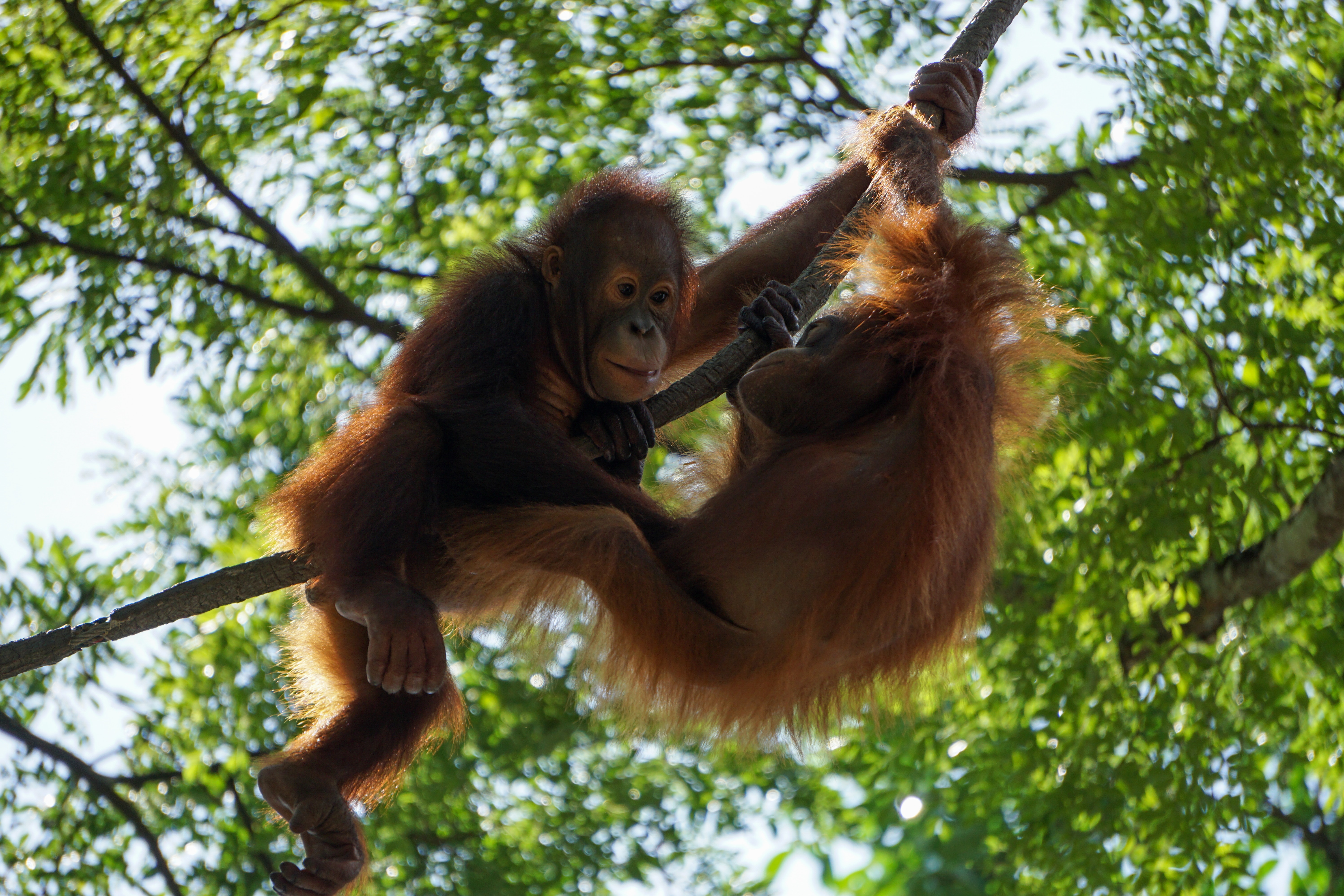 Opportunity for Amazon Rainforest Conservation