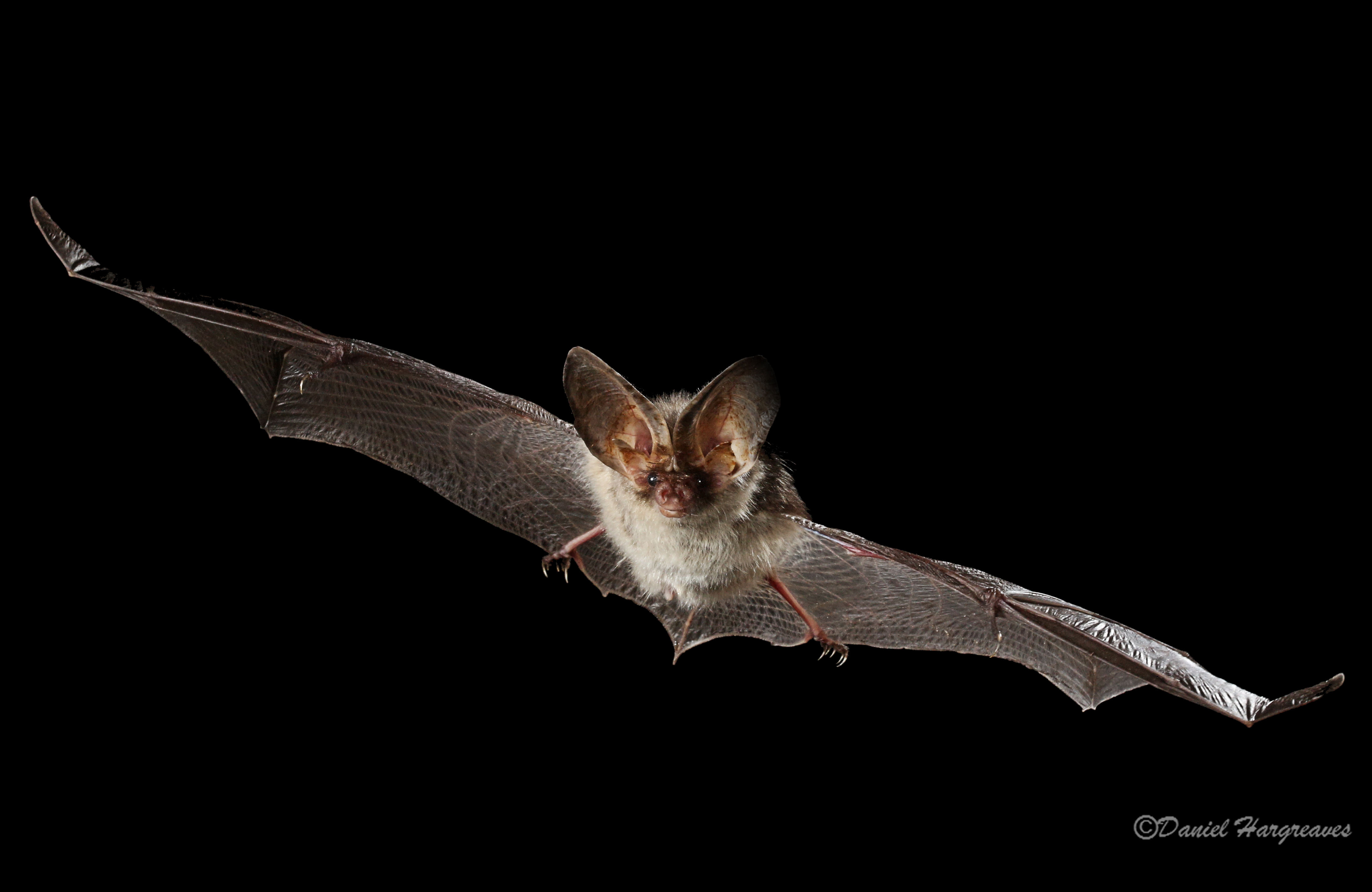 Using bat detectors - training course