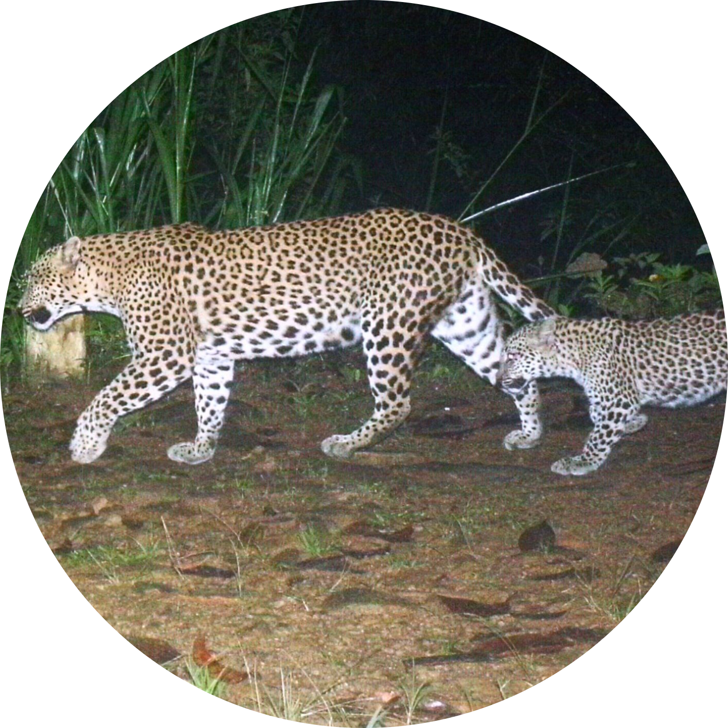 Go to the profile of A. Watson