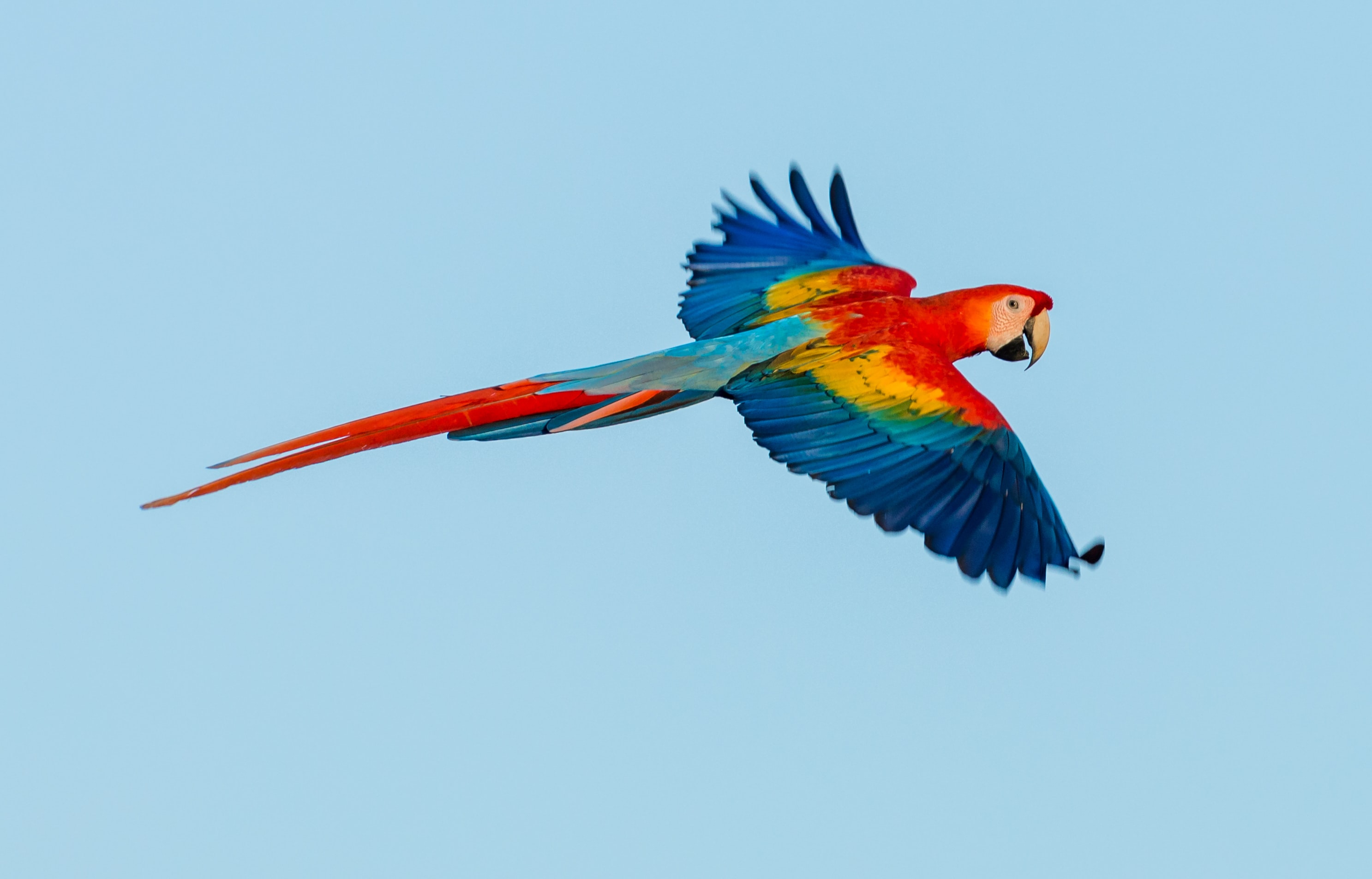 Grant Writing for Wildlife Conservation