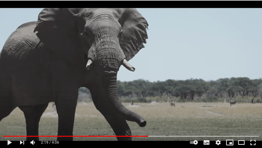 Let Africans Decide: Dr. Moreangels Mbizah and her journey in wildlife conservation