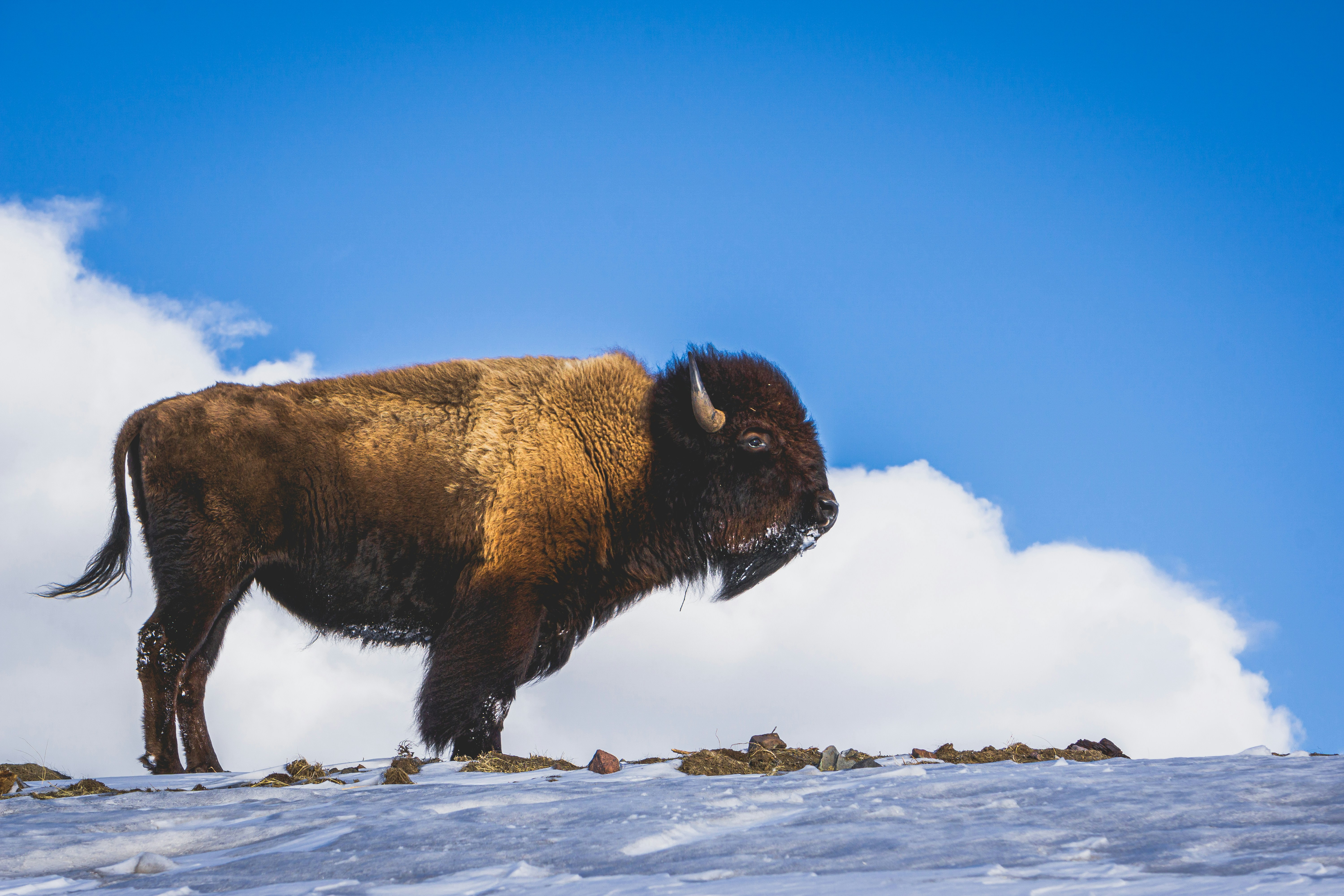 📸 A Call to Photographers: Capture Europe’s Rewilding Story