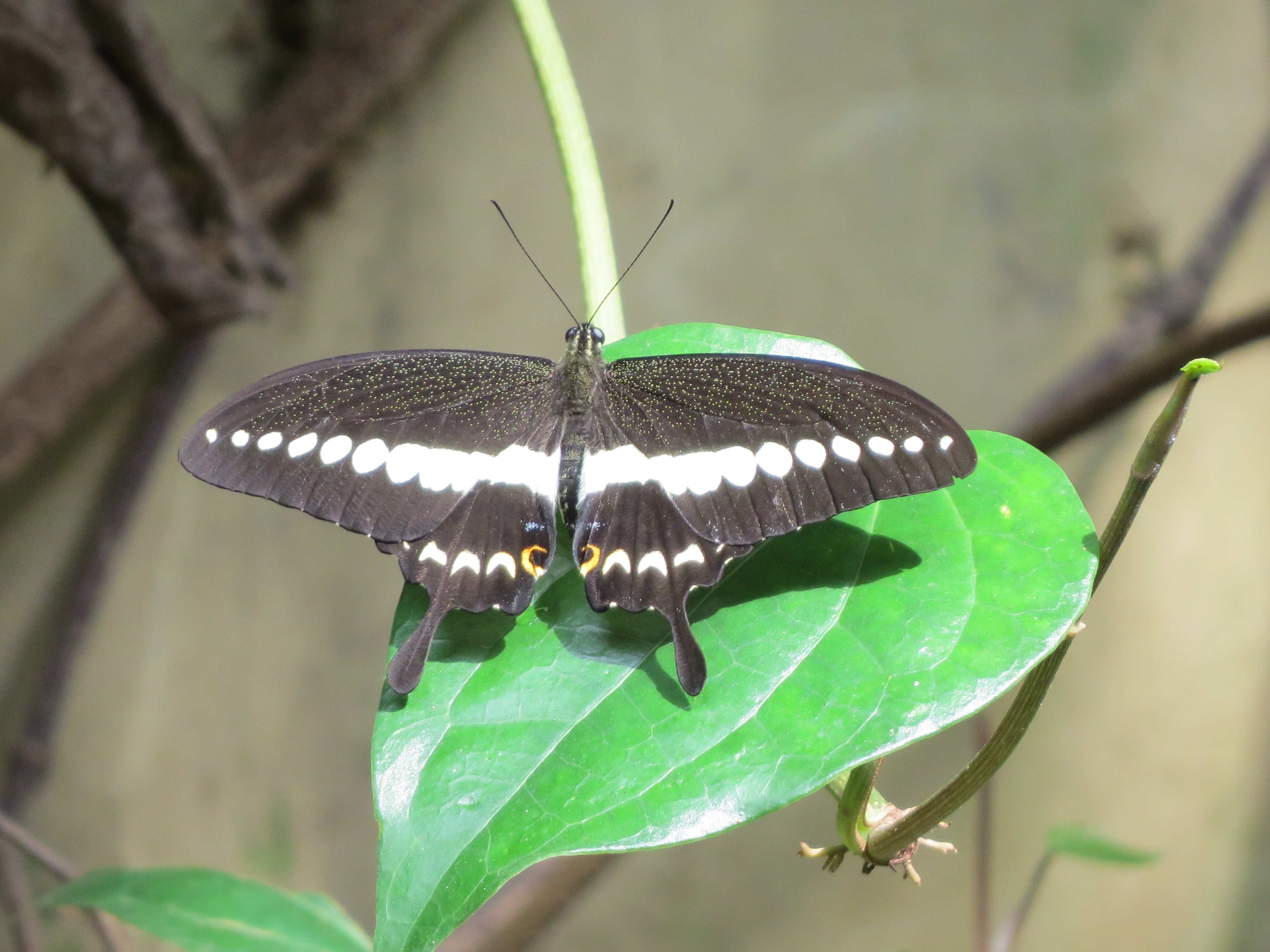 Butterflies