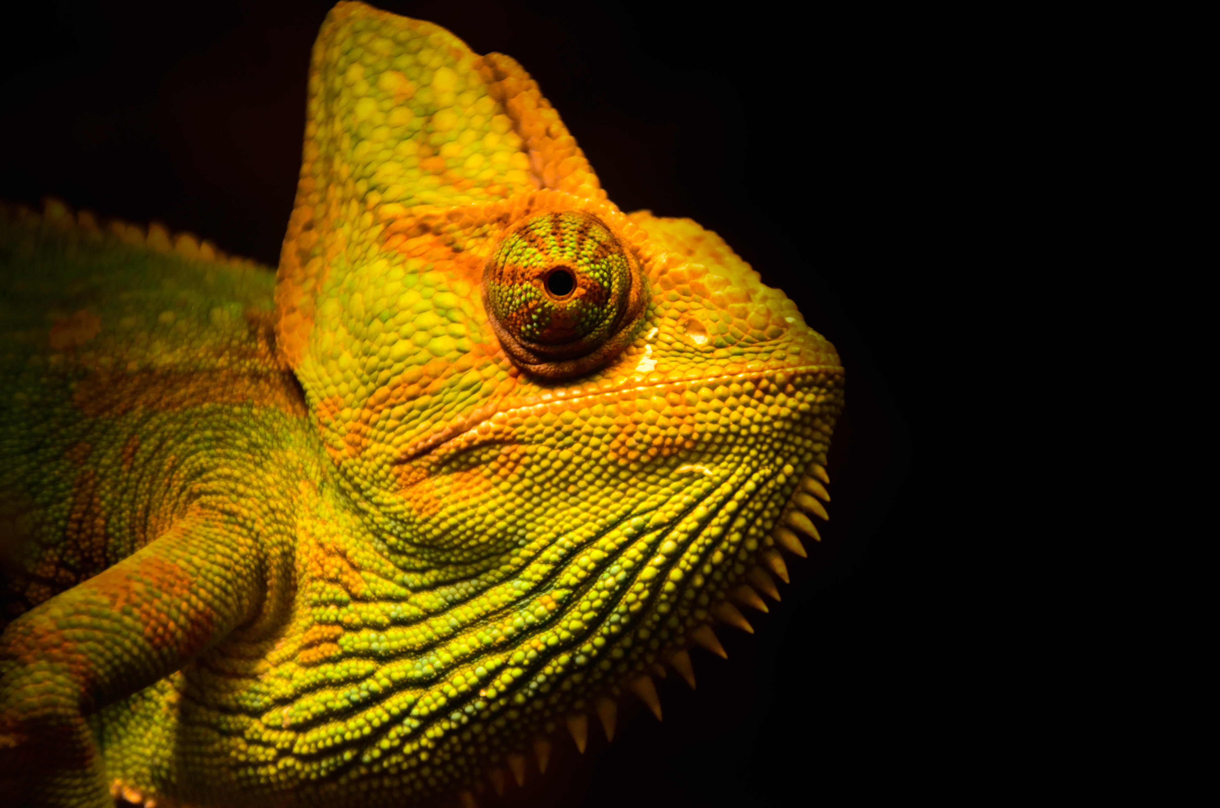 Project Management for Wildlife Conservation