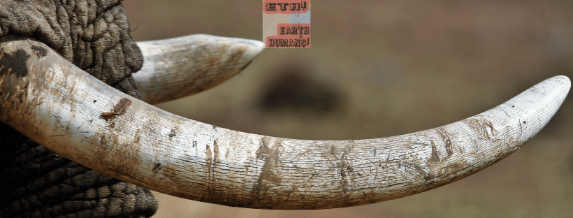 Eyes on Conservation podcast (now named Earth to Humans)