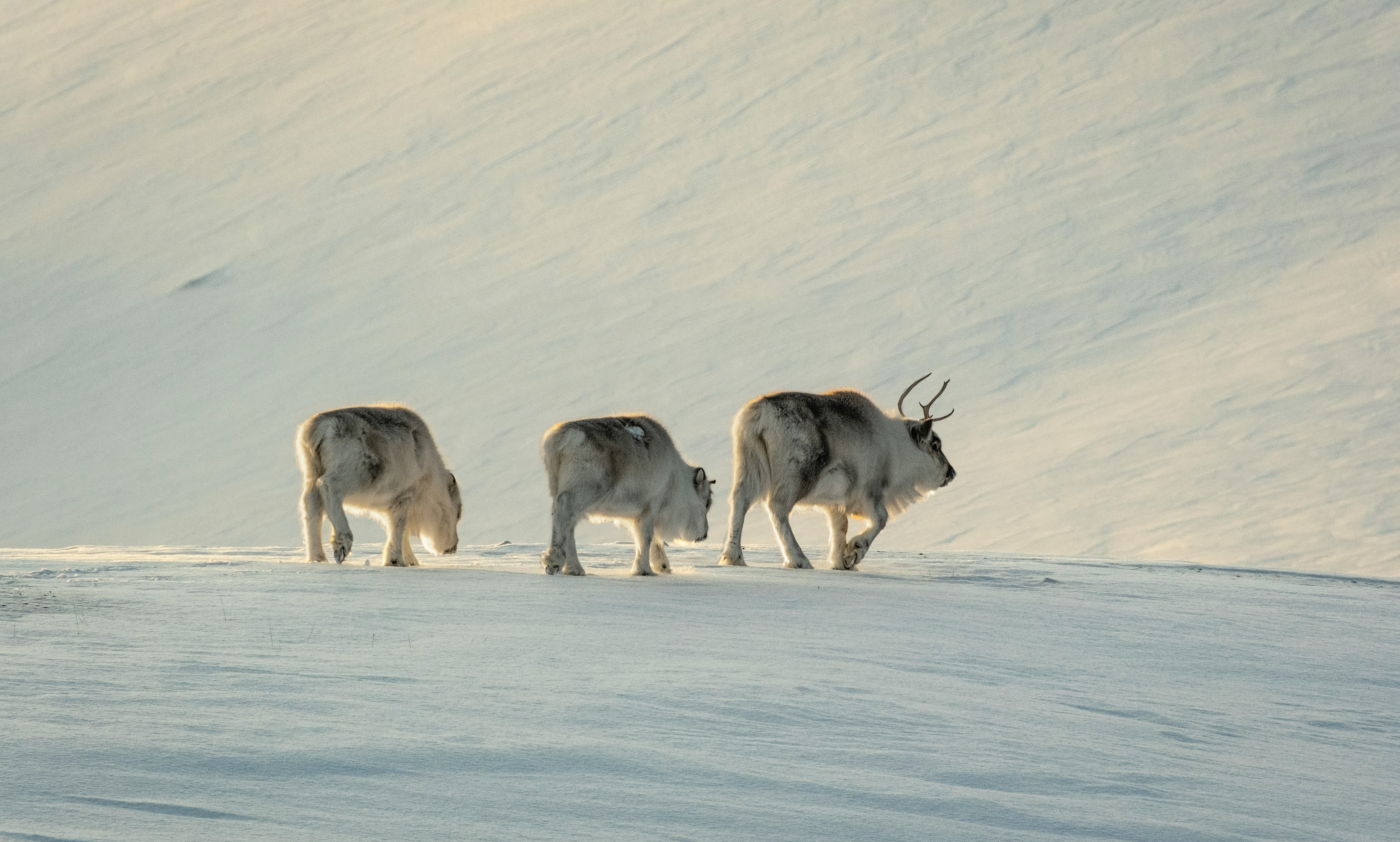 Open Call: Field-based Art&Science Residency on Svalbard 2026/2027